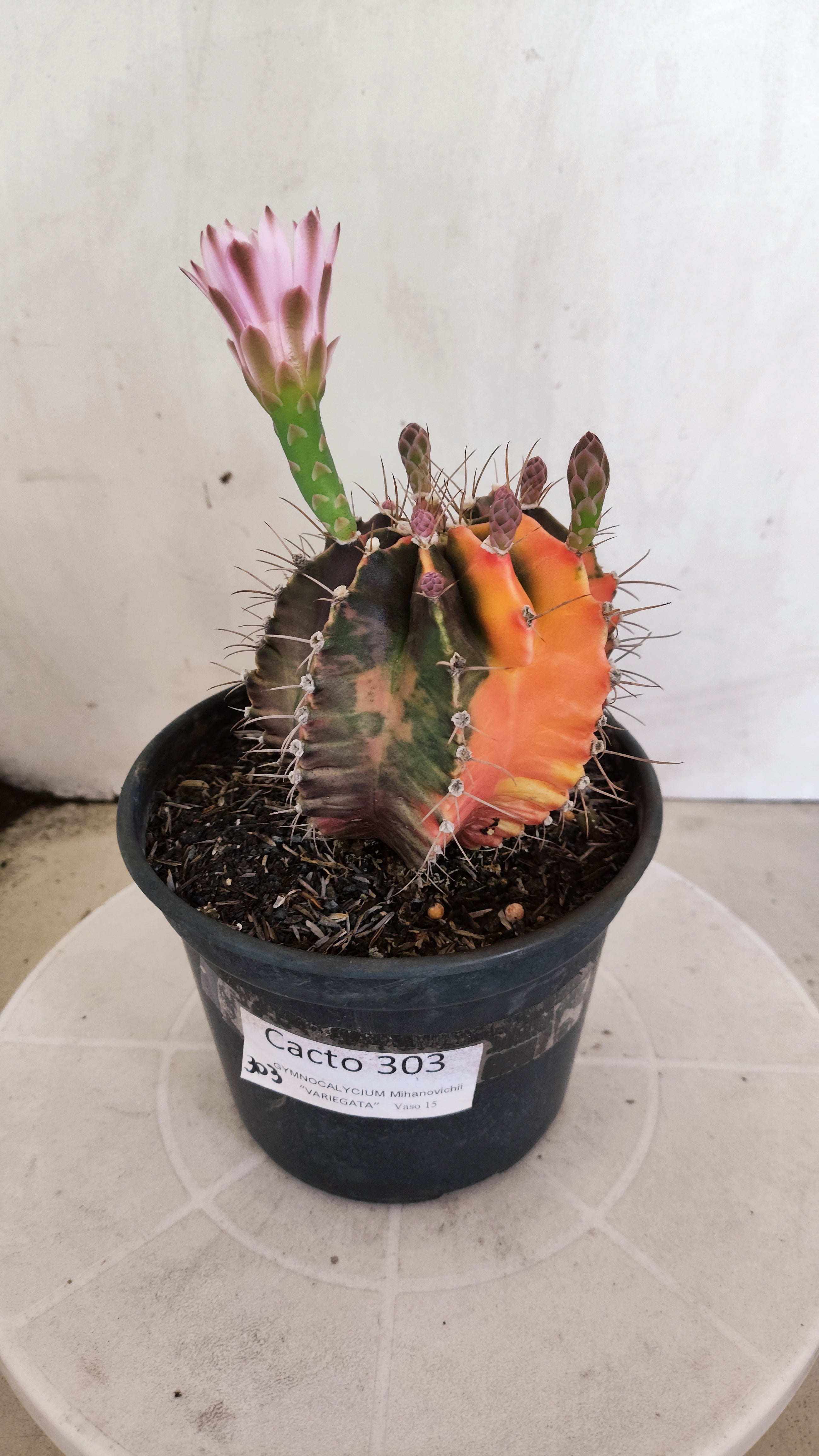 GYMNOCALYCIUM Mihanovichii "Variegata - Akabana k" Nº 303 – vaso 15