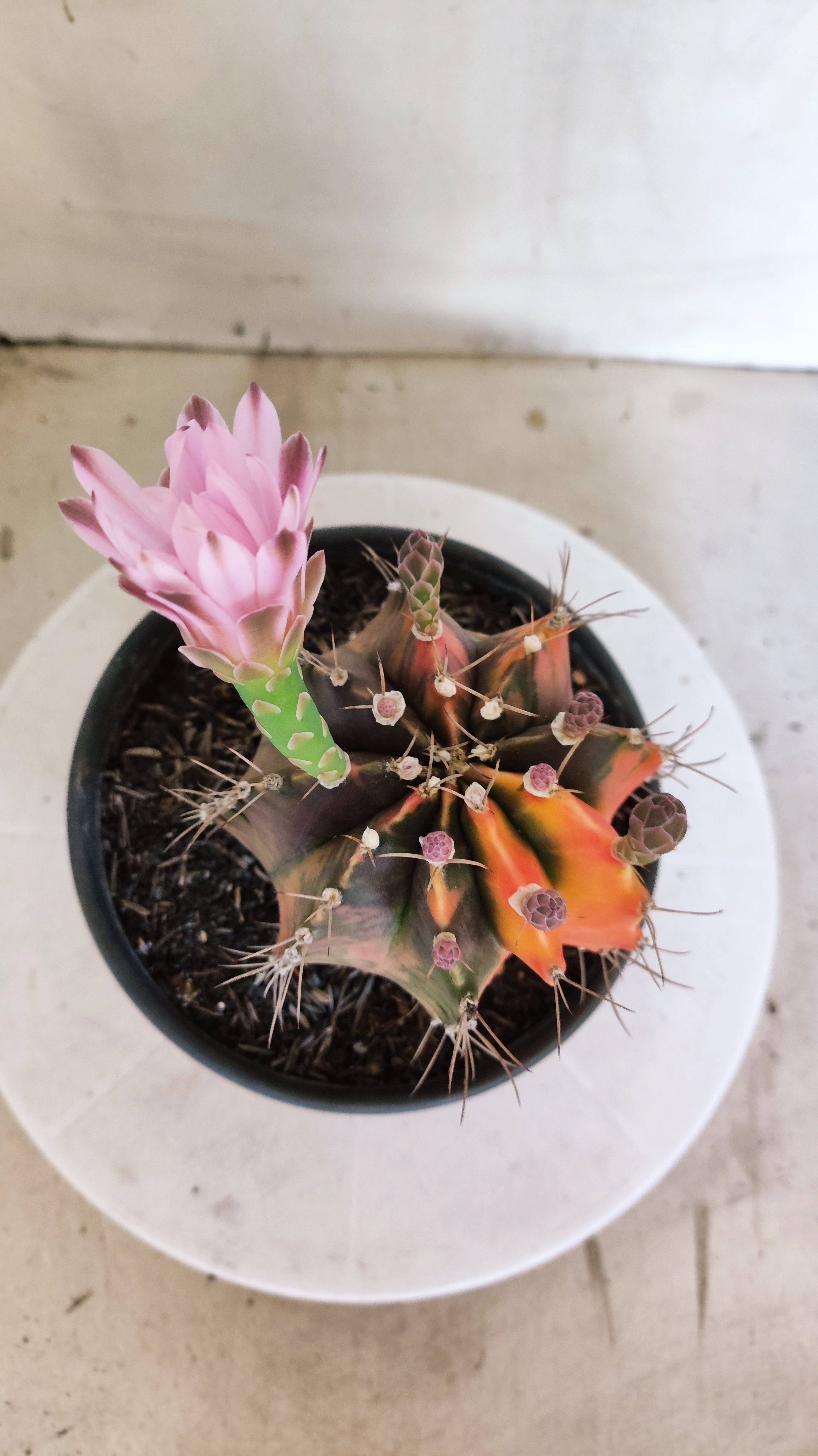 GYMNOCALYCIUM Mihanovichii "Variegata - Akabana k" Nº 303 – vaso 15
