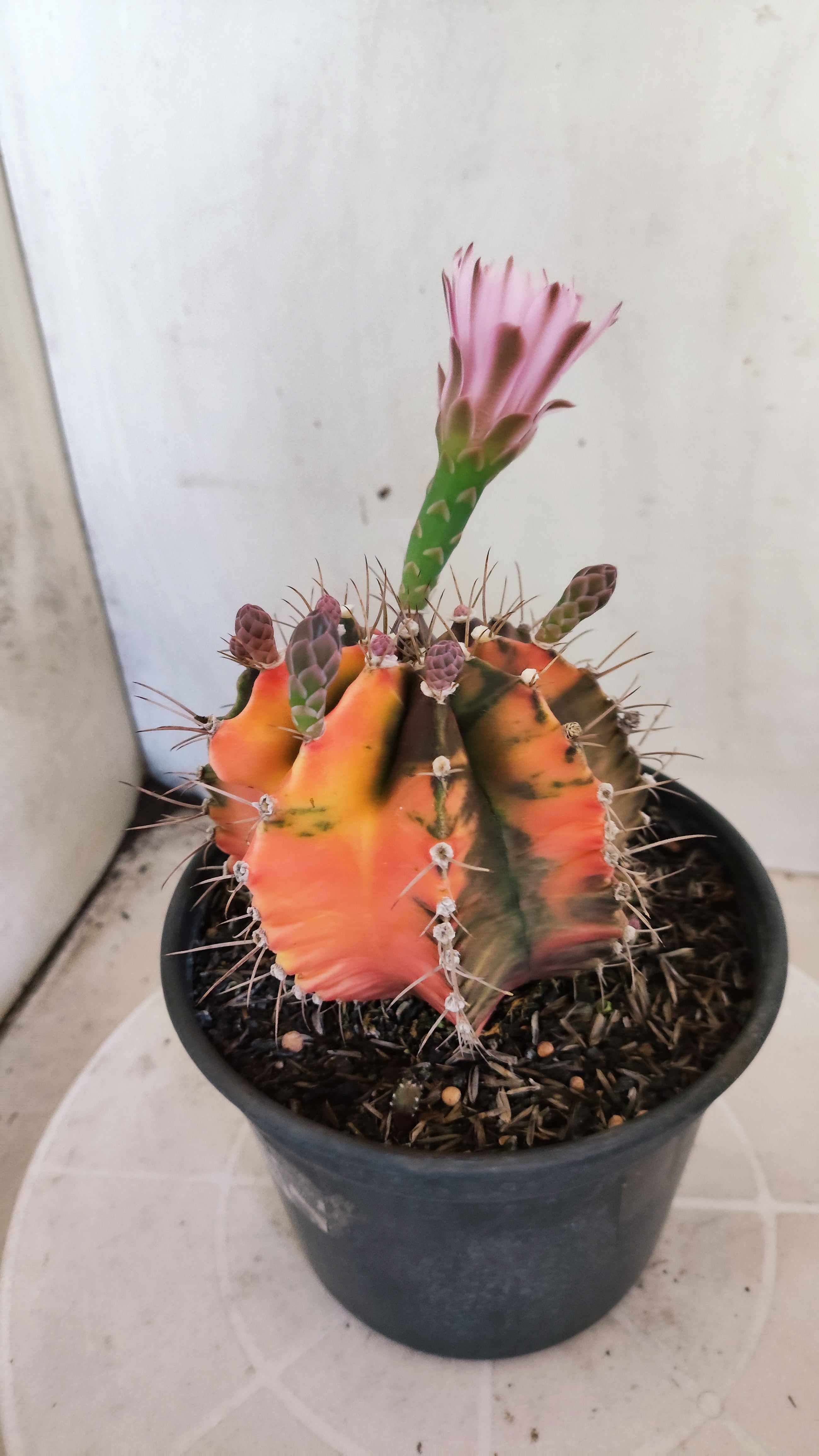 GYMNOCALYCIUM Mihanovichii "Variegata - Akabana k" Nº 303 – vaso 15