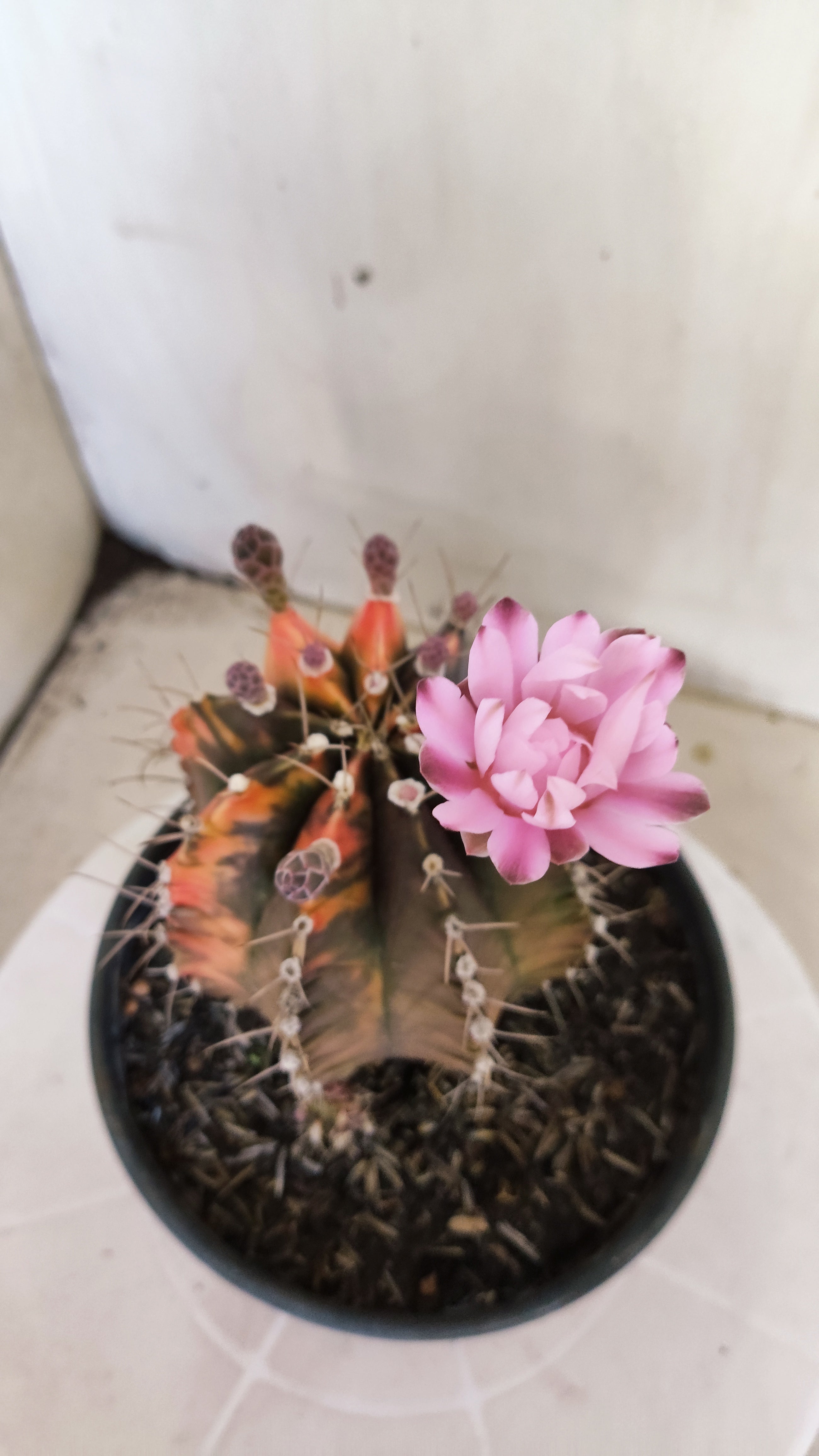 GYMNOCALYCIUM Mihanovichii "Variegata - Akabana k" Nº 303 – vaso 15