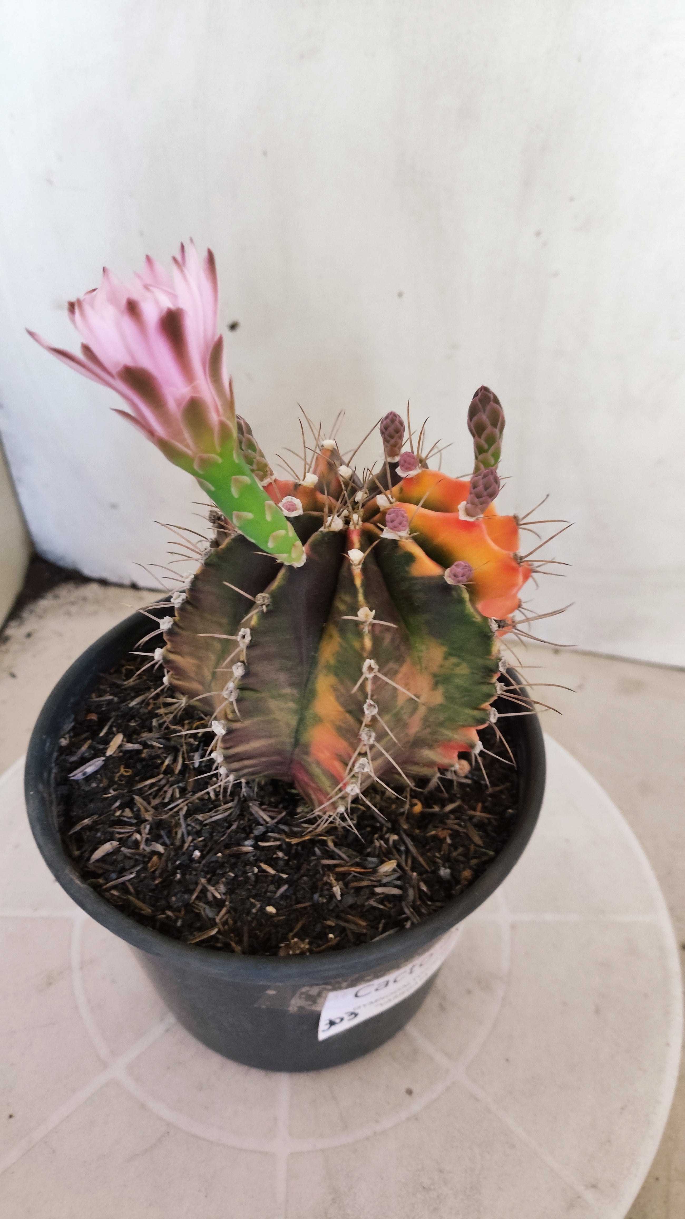 GYMNOCALYCIUM Mihanovichii "Variegata - Akabana k" Nº 303 – vaso 15