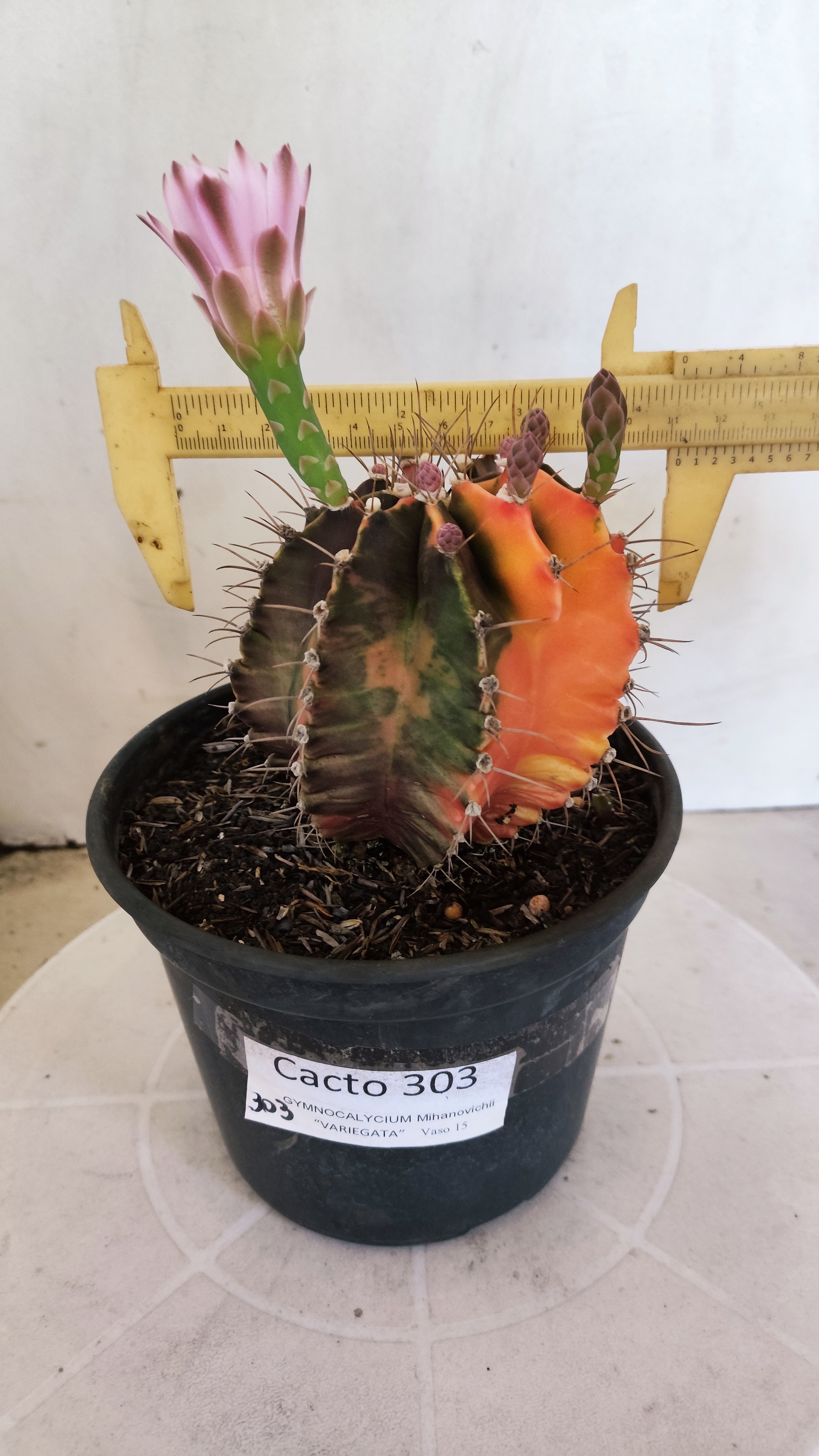 GYMNOCALYCIUM Mihanovichii "Variegata - Akabana k" Nº 303 – vaso 15