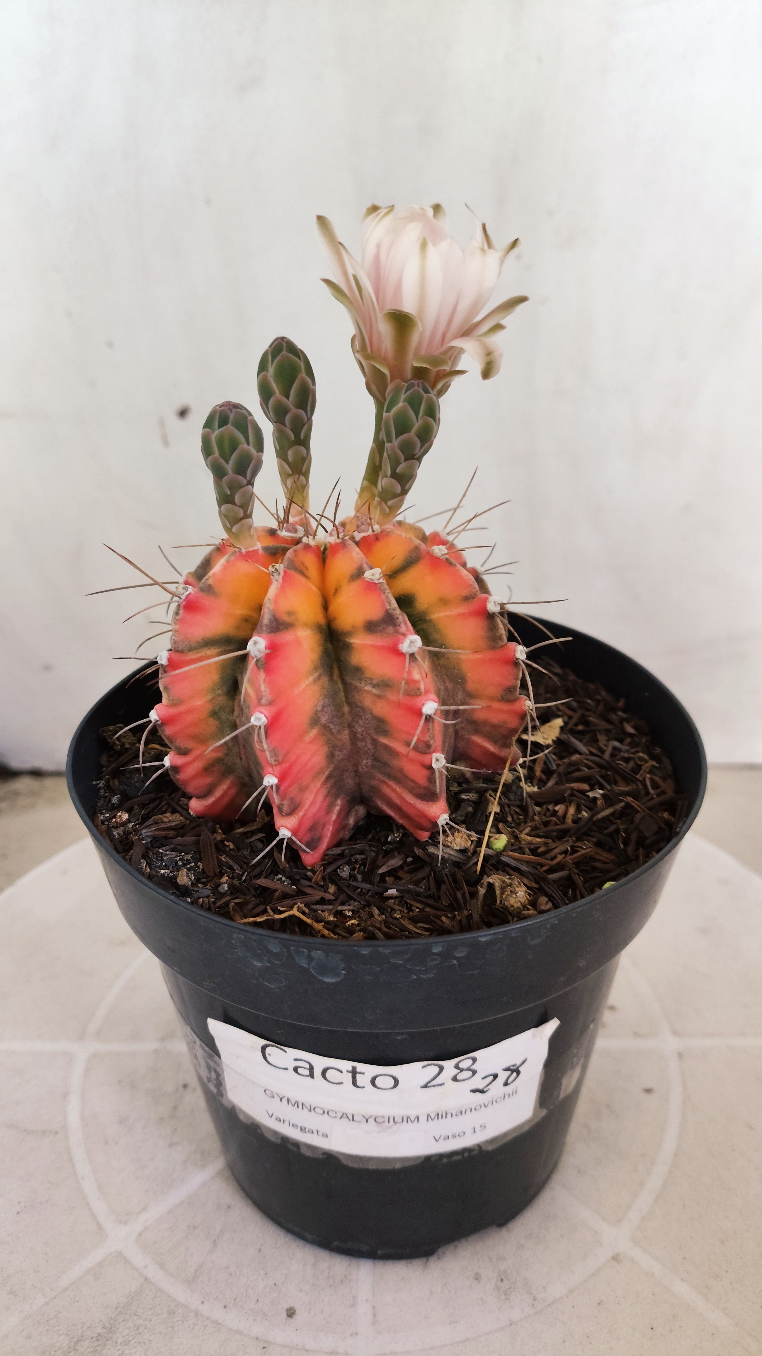 Matriz GYMNOCALYCIUM Mihanovichii "Variegata" Nº 28 – vaso 15