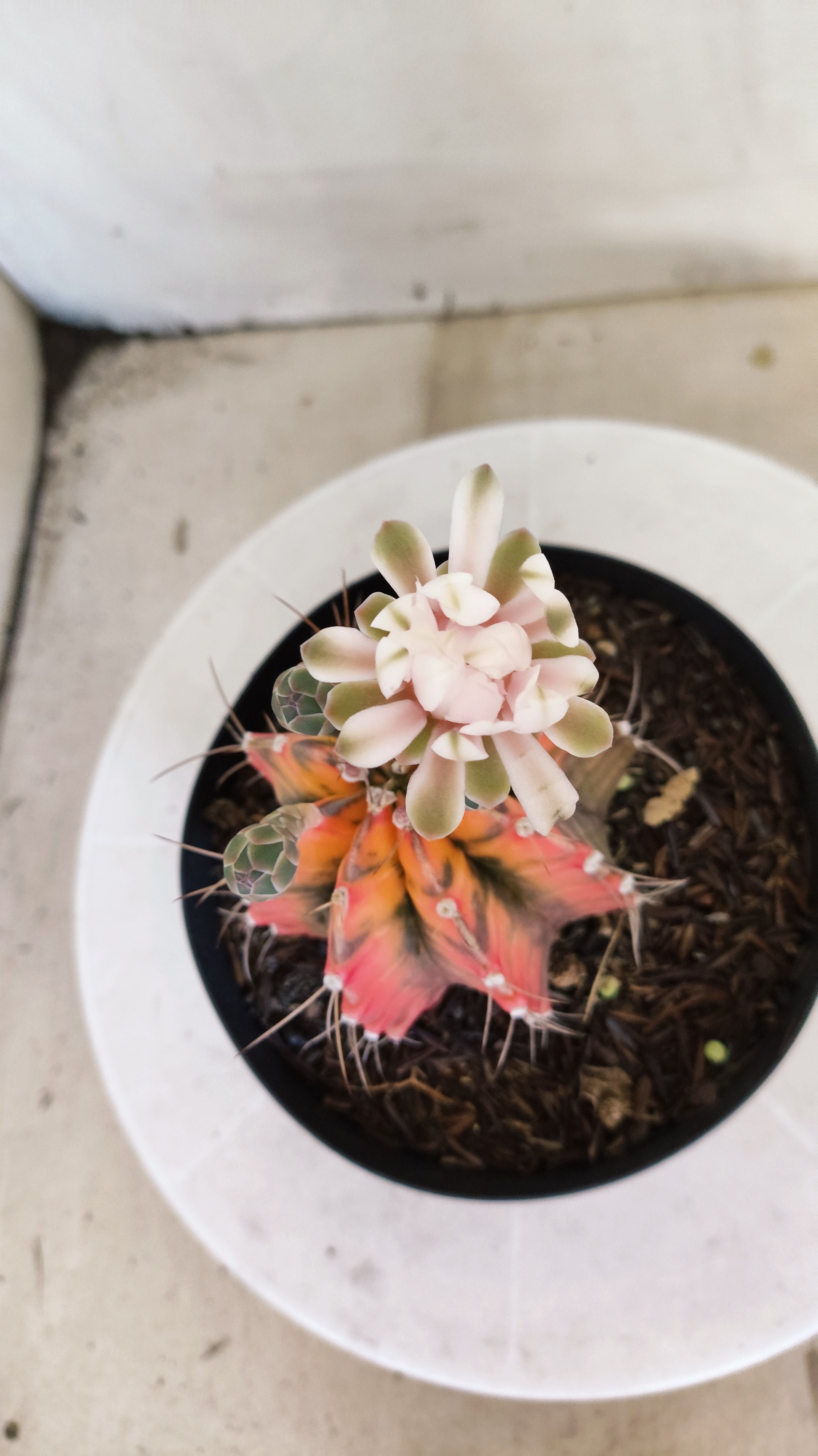 Matriz GYMNOCALYCIUM Mihanovichii "Variegata" Nº 28 – vaso 15
