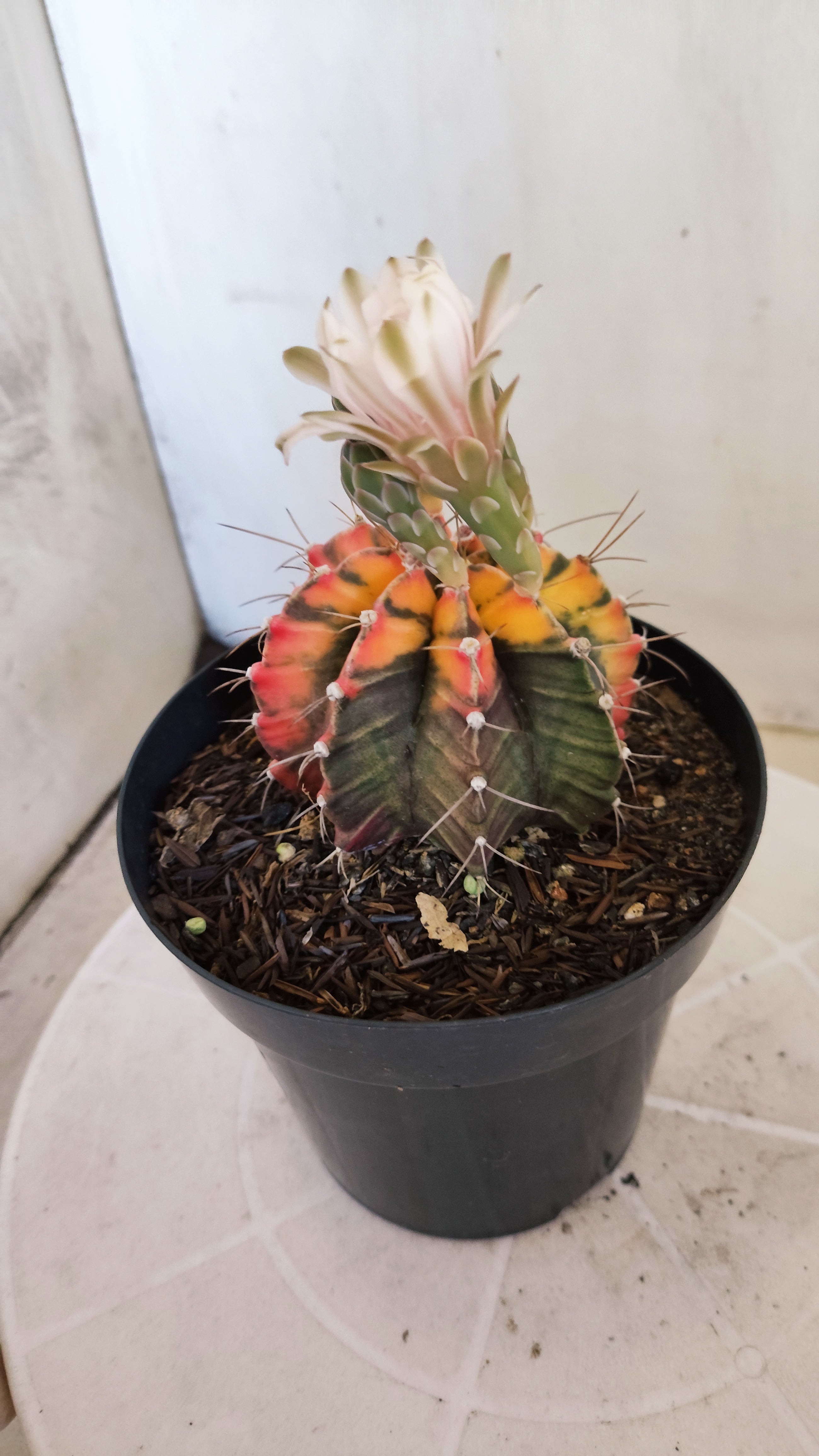 Matriz GYMNOCALYCIUM Mihanovichii "Variegata" Nº 28 – vaso 15