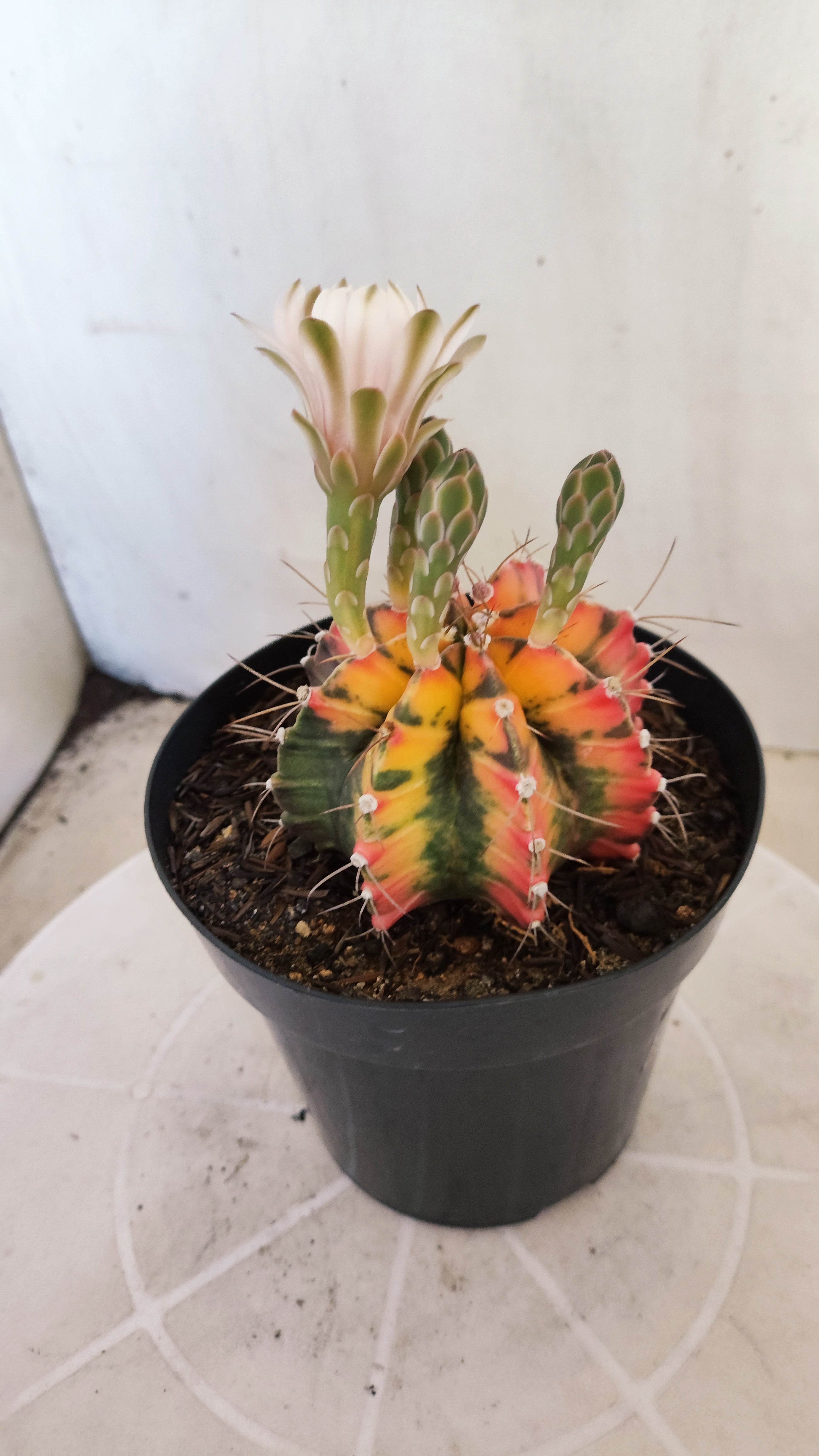 Matriz GYMNOCALYCIUM Mihanovichii "Variegata" Nº 28 – vaso 15