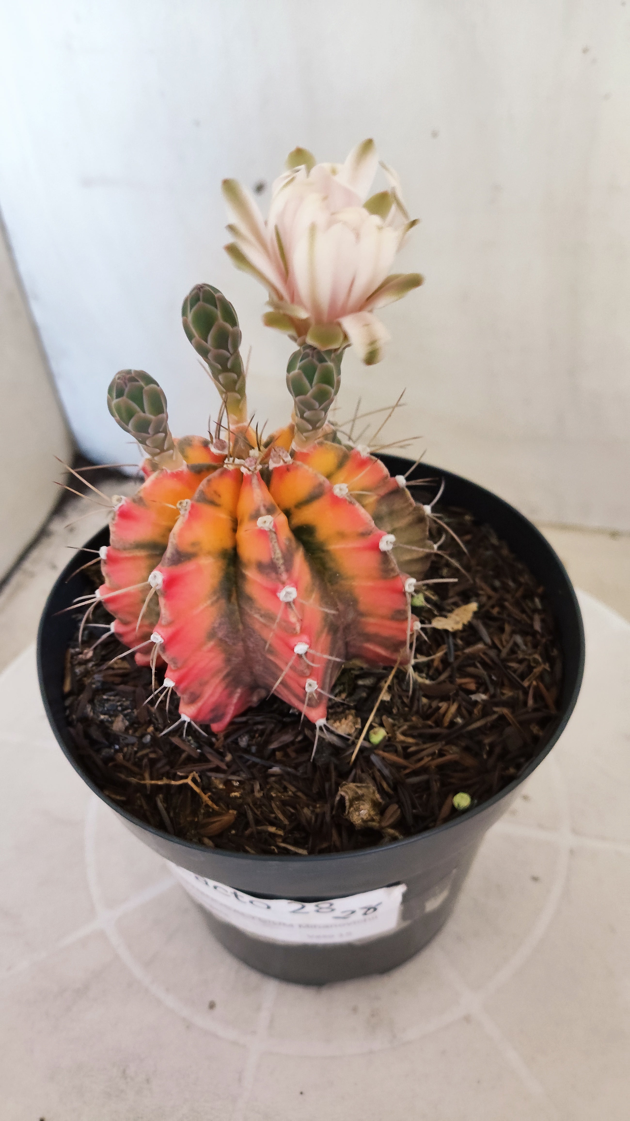 Matriz GYMNOCALYCIUM Mihanovichii "Variegata" Nº 28 – vaso 15