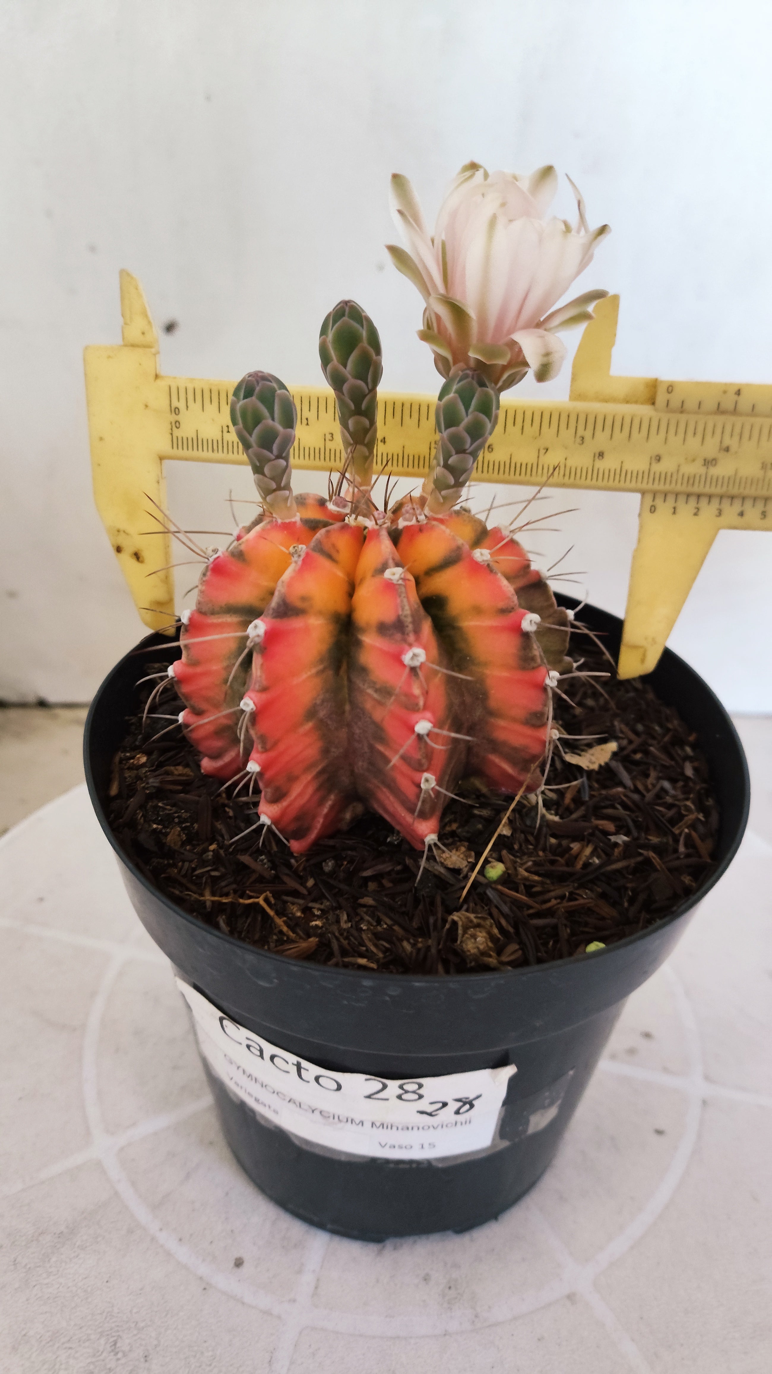 Matriz GYMNOCALYCIUM Mihanovichii "Variegata" Nº 28 – vaso 15