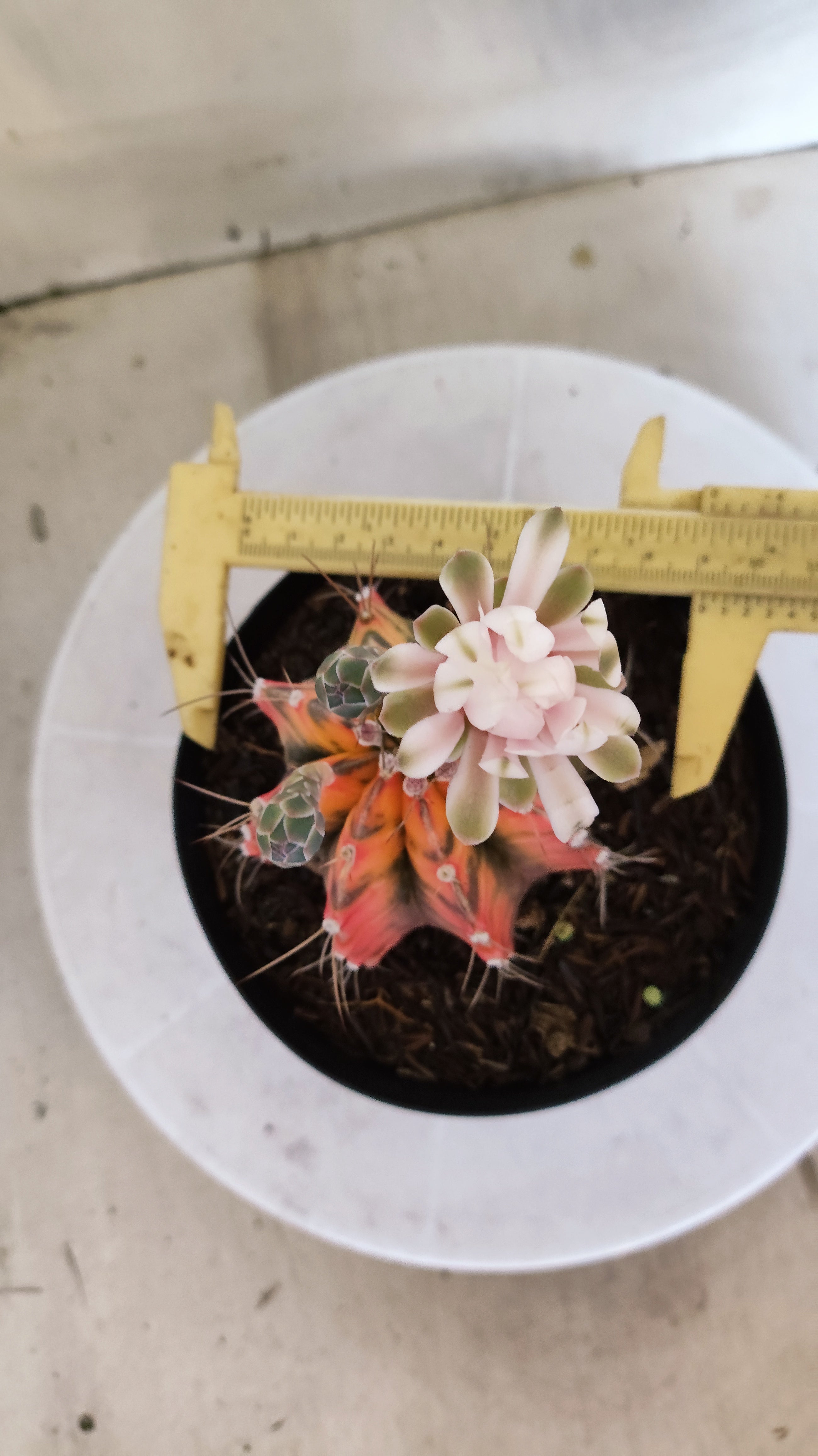 Matriz GYMNOCALYCIUM Mihanovichii "Variegata" Nº 28 – vaso 15