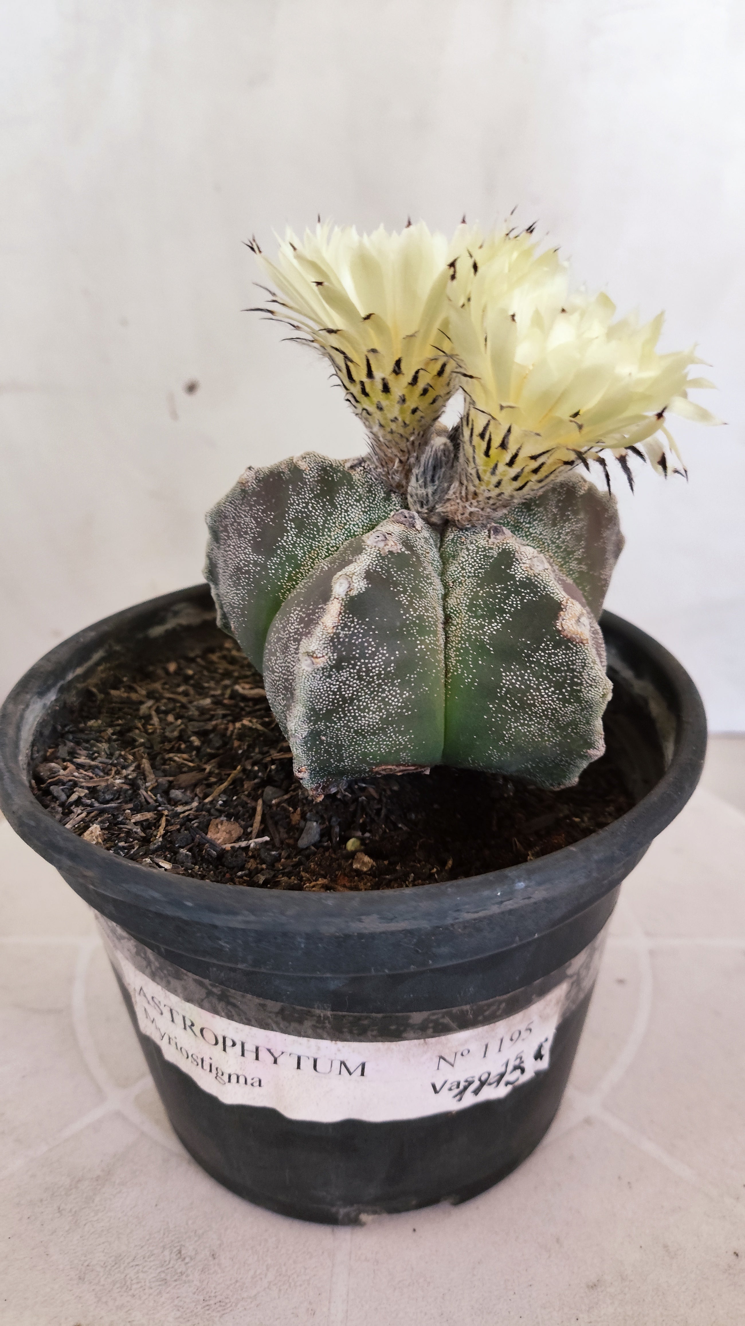 ASTROPHYTUM MYRIOSTIGMA Nº 1195 – vaso 15