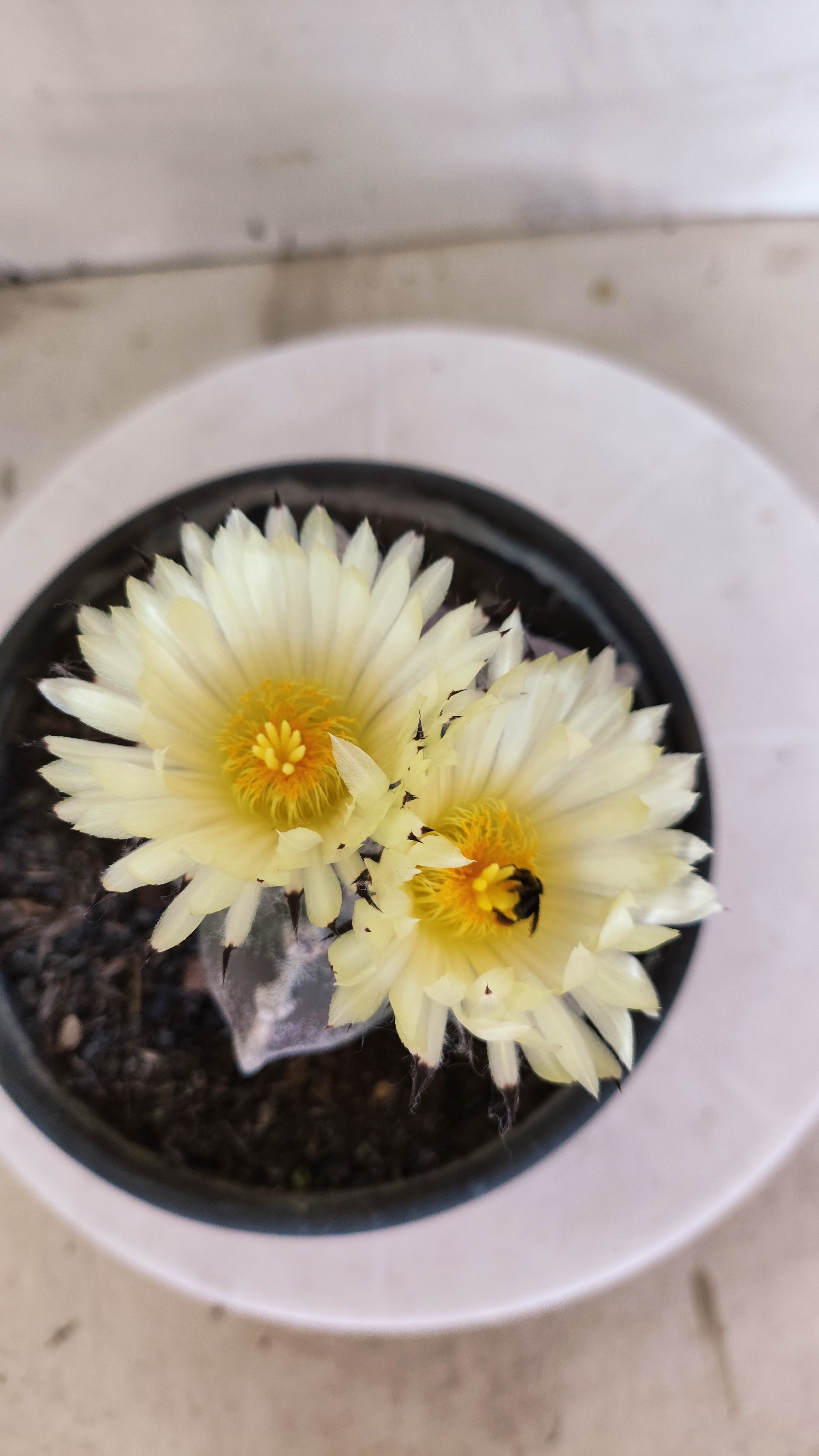 ASTROPHYTUM MYRIOSTIGMA Nº 1195 – vaso 15