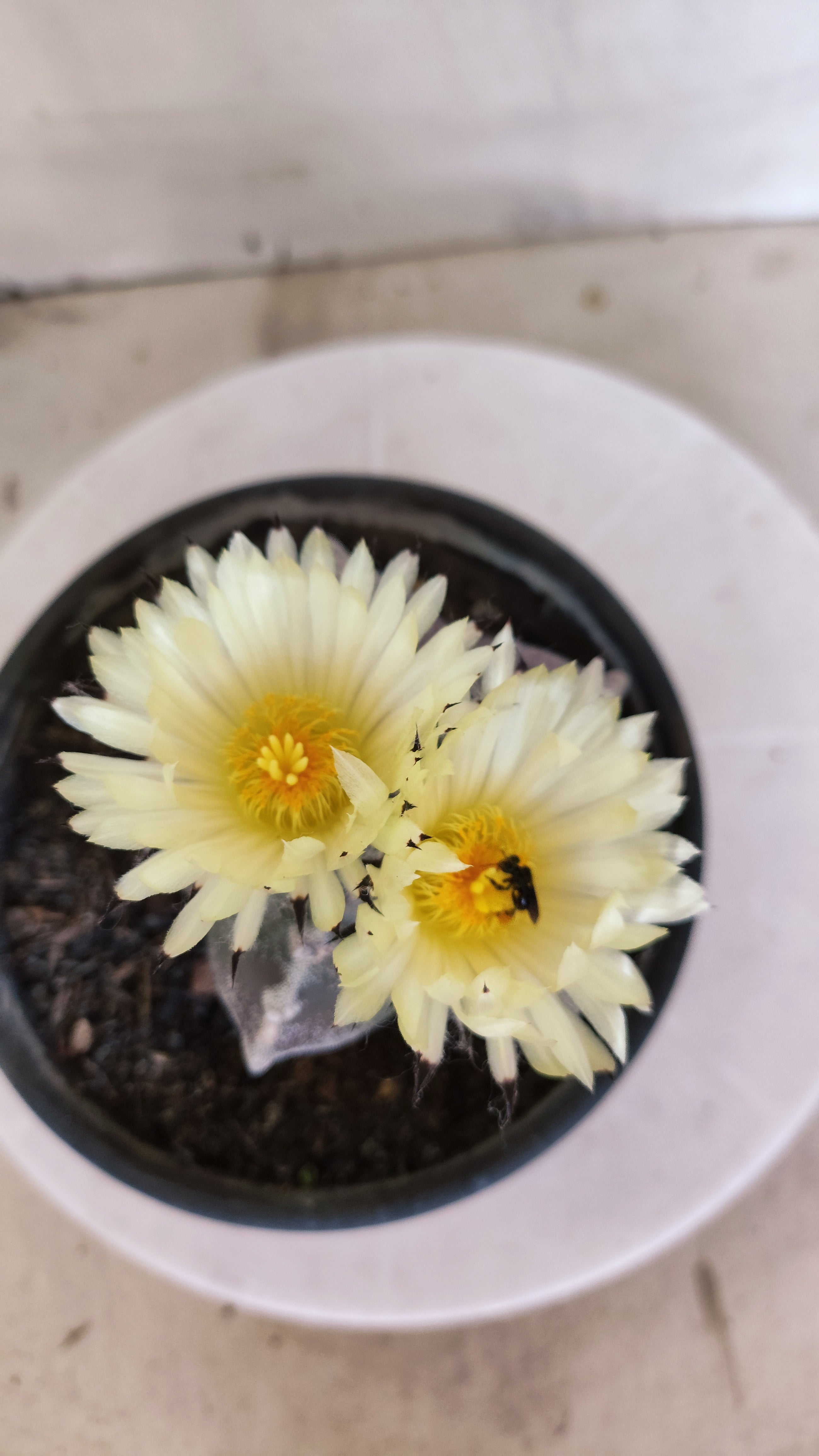 ASTROPHYTUM MYRIOSTIGMA Nº 1195 – vaso 15