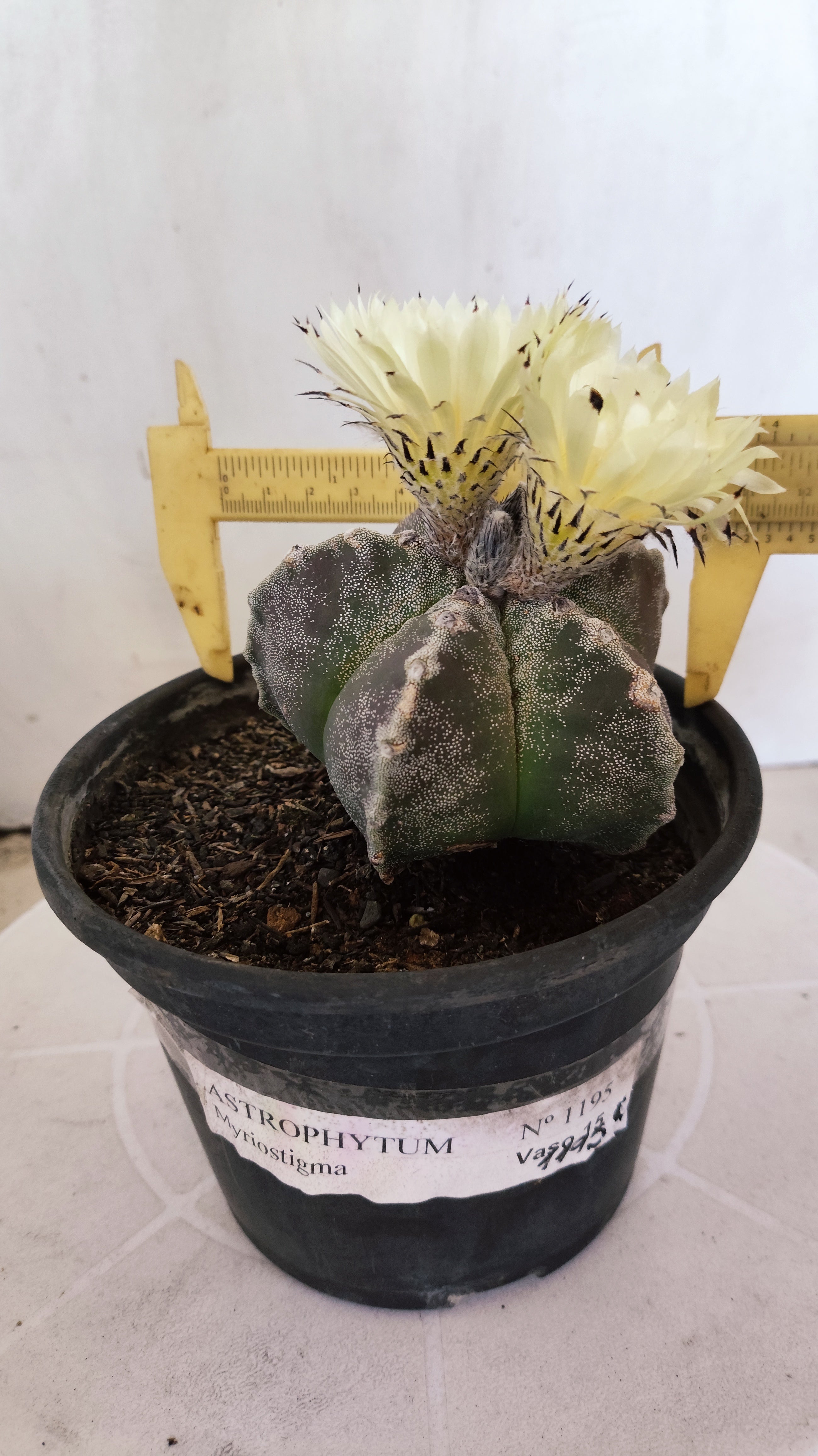 ASTROPHYTUM MYRIOSTIGMA Nº 1195 – vaso 15