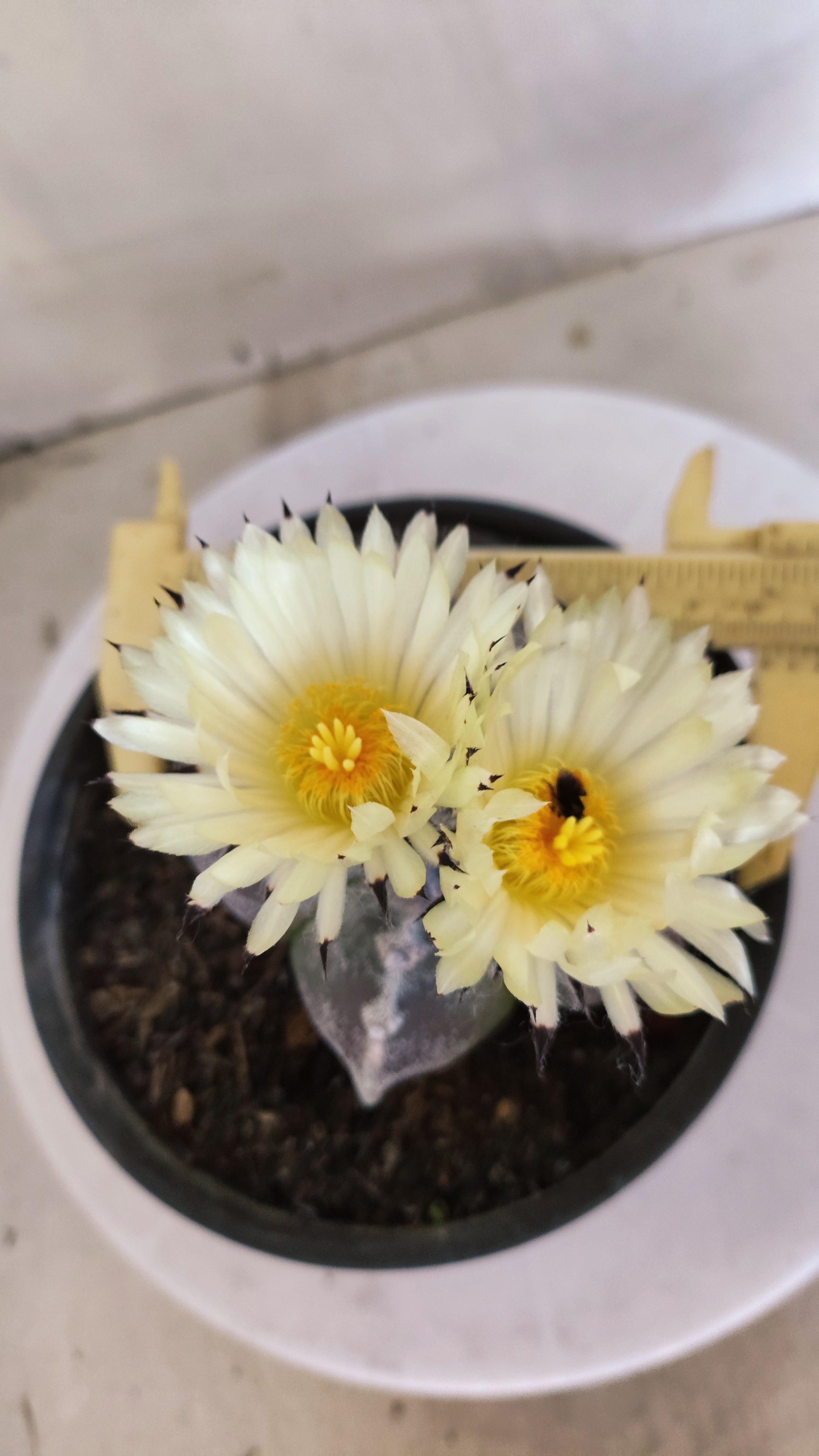 ASTROPHYTUM MYRIOSTIGMA Nº 1195 – vaso 15