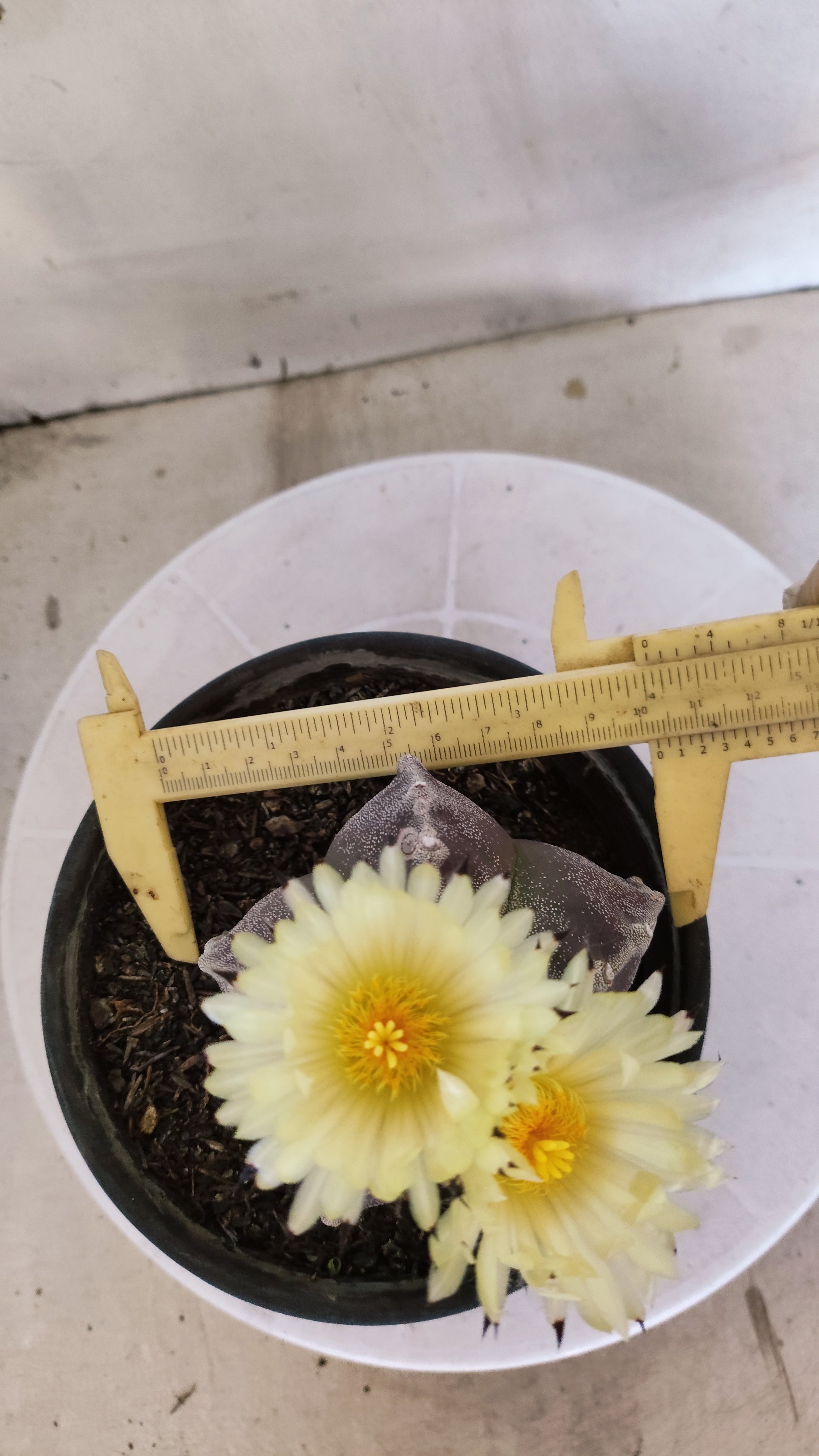 ASTROPHYTUM MYRIOSTIGMA Nº 1195 – vaso 15