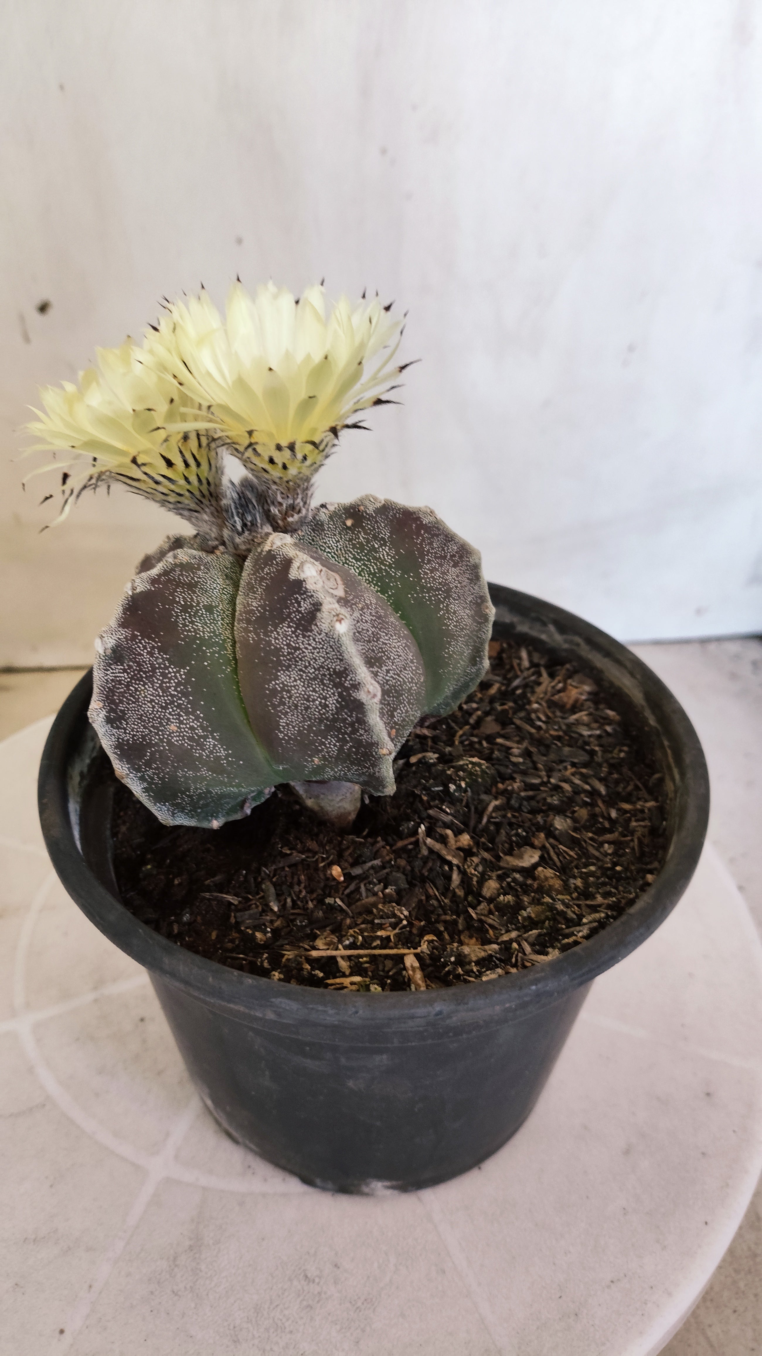 ASTROPHYTUM MYRIOSTIGMA Nº 1195 – vaso 15