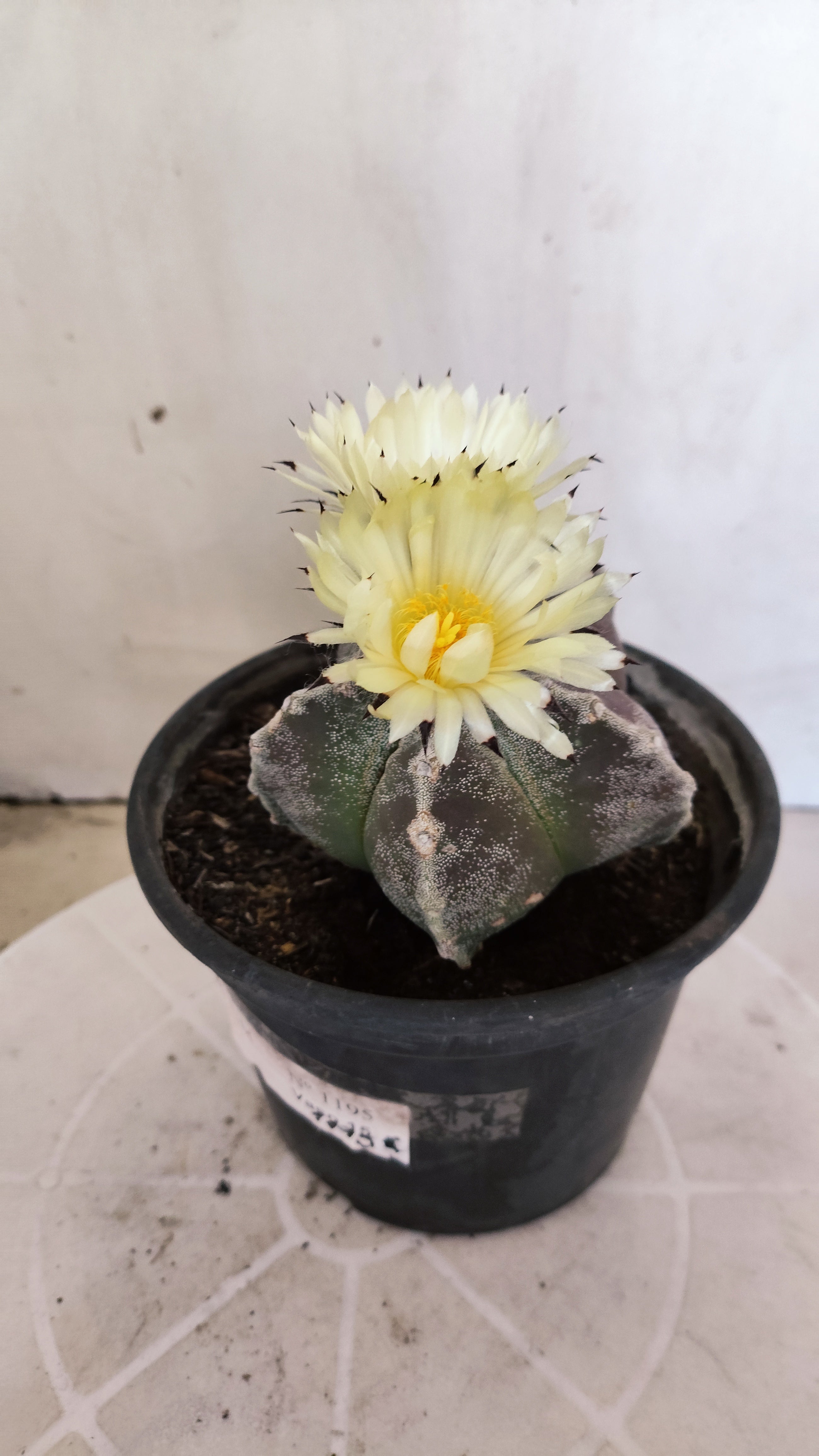 ASTROPHYTUM MYRIOSTIGMA Nº 1195 – vaso 15