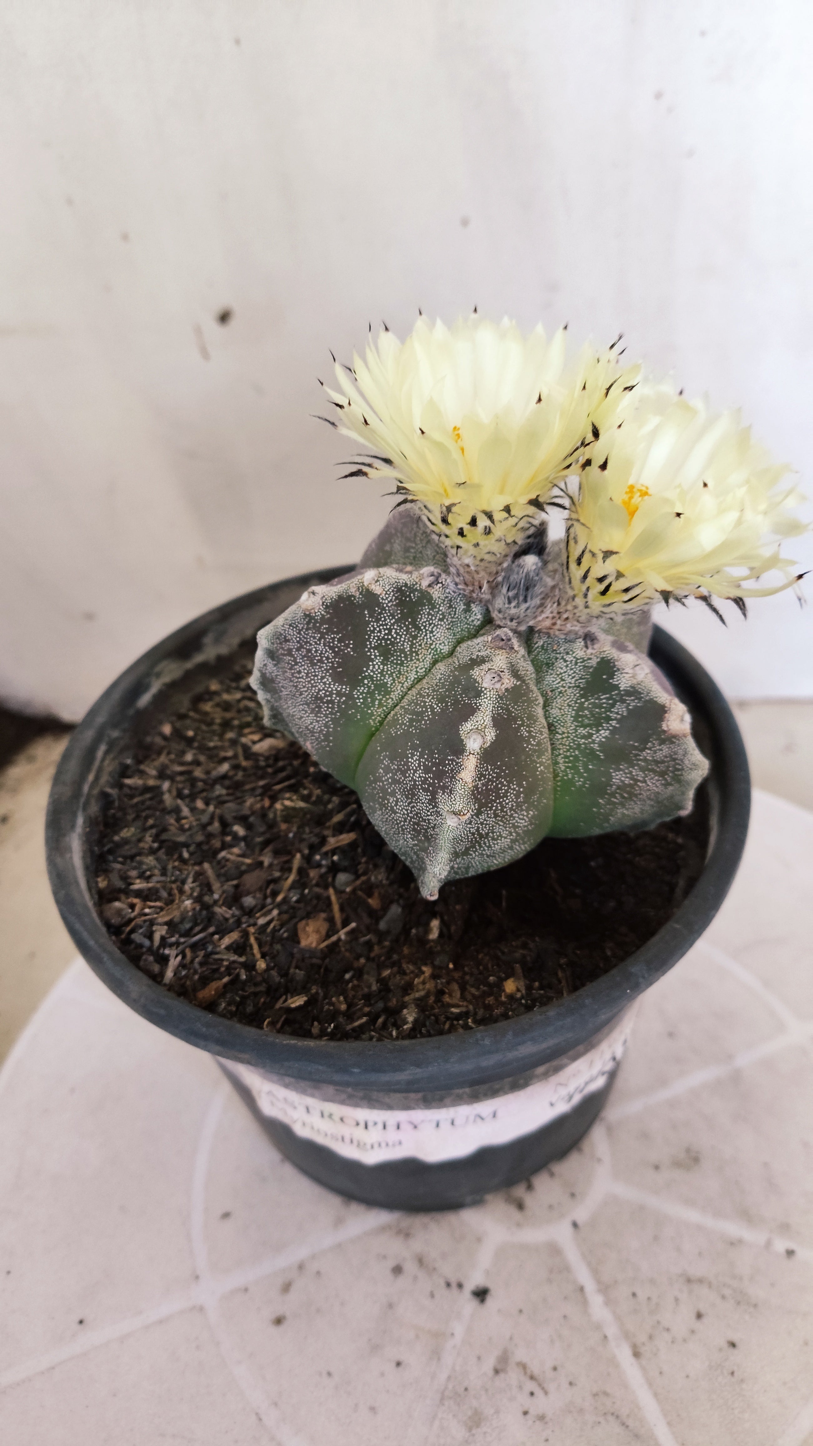 ASTROPHYTUM MYRIOSTIGMA Nº 1195 – vaso 15