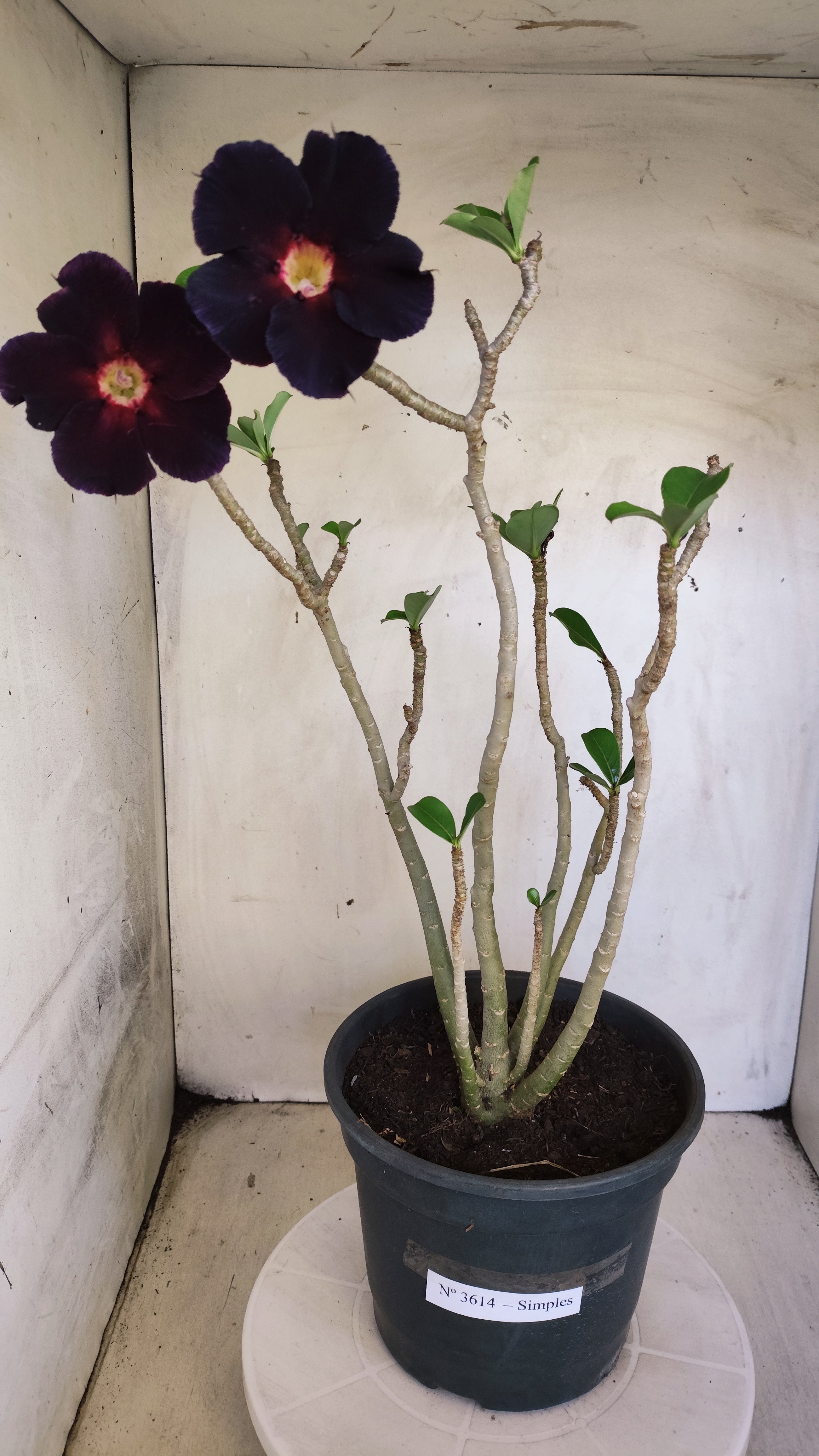 Planta Simples 3614 – 50cm – 04 anos
