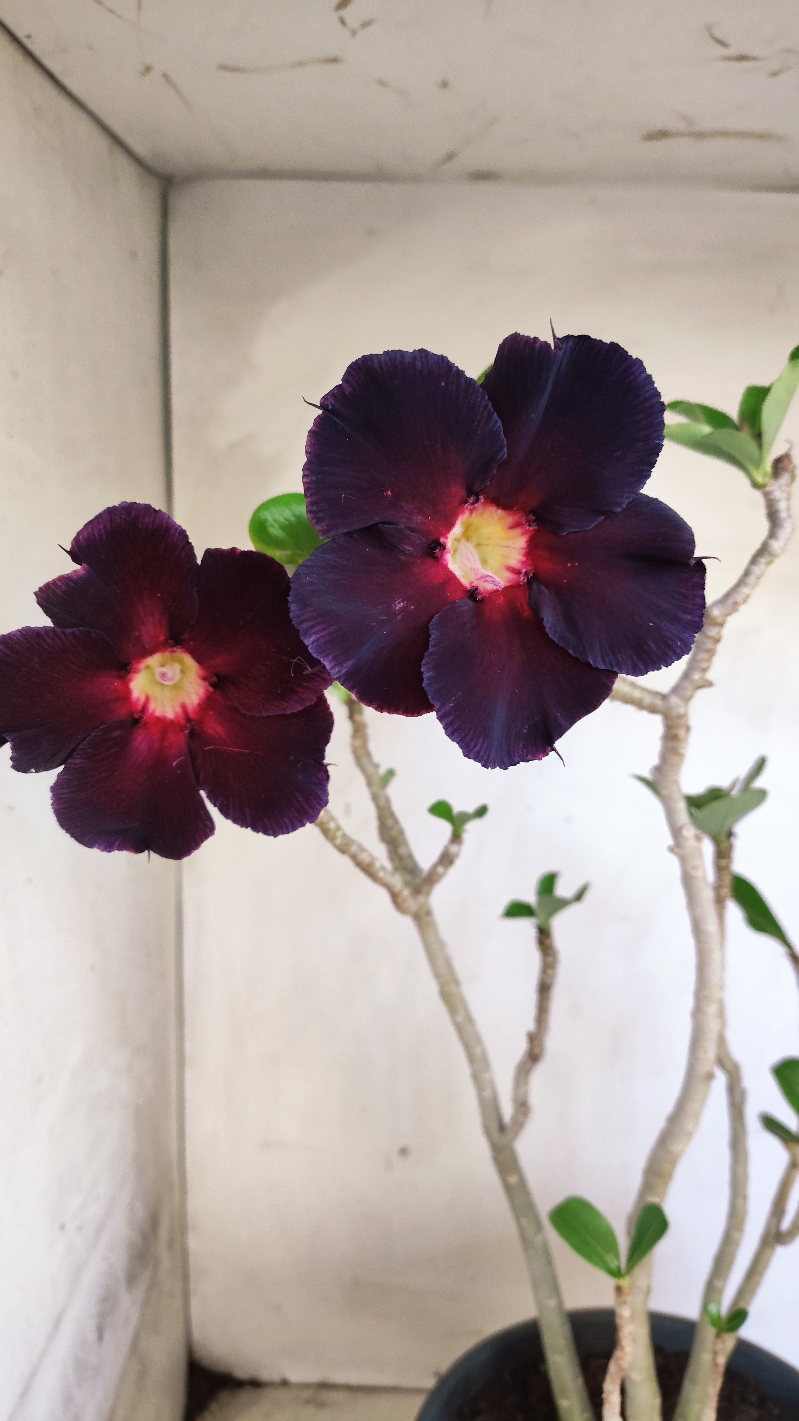Planta Simples 3614 – 50cm – 04 anos