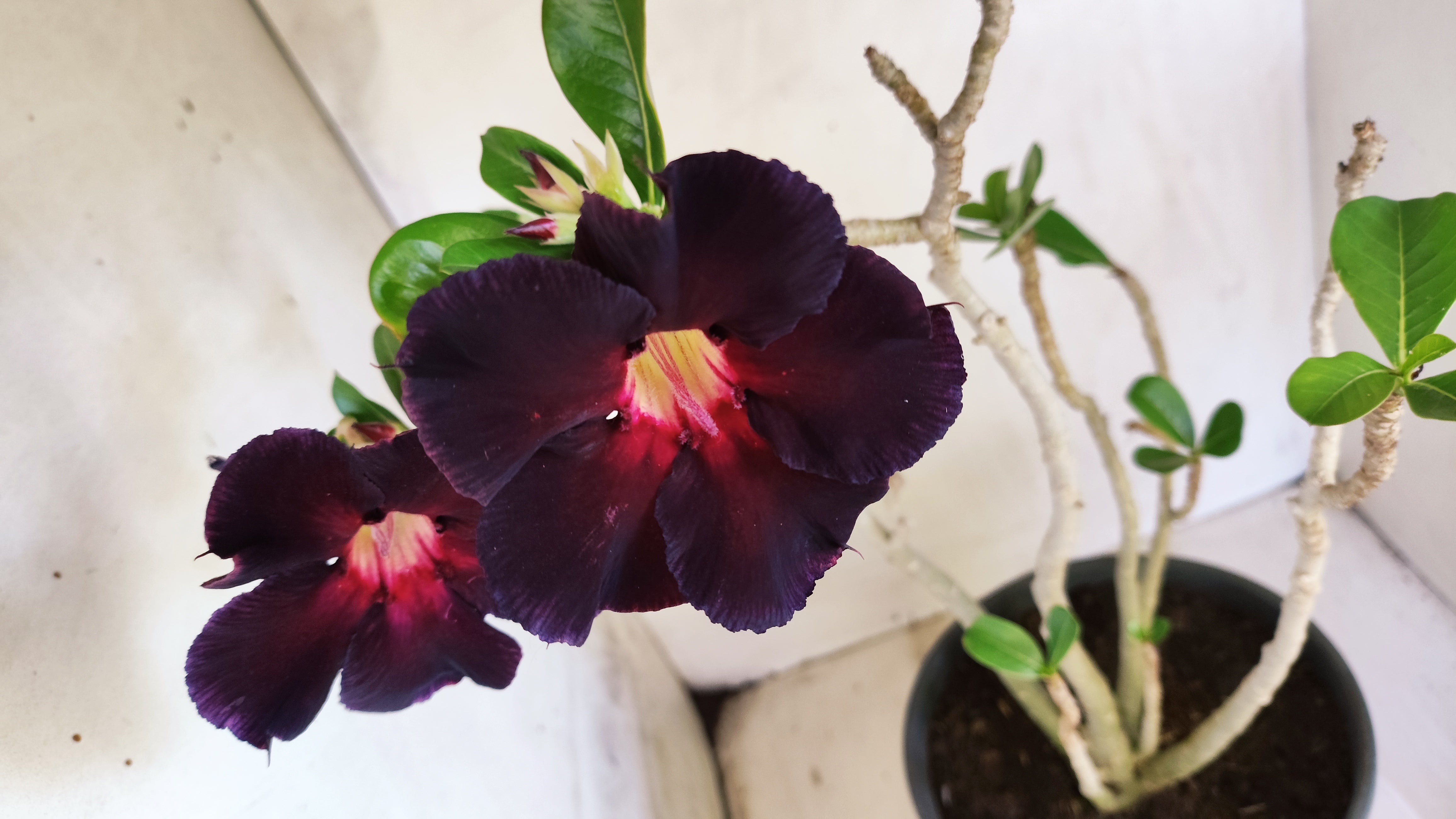 Planta Simples 3614 – 50cm – 04 anos