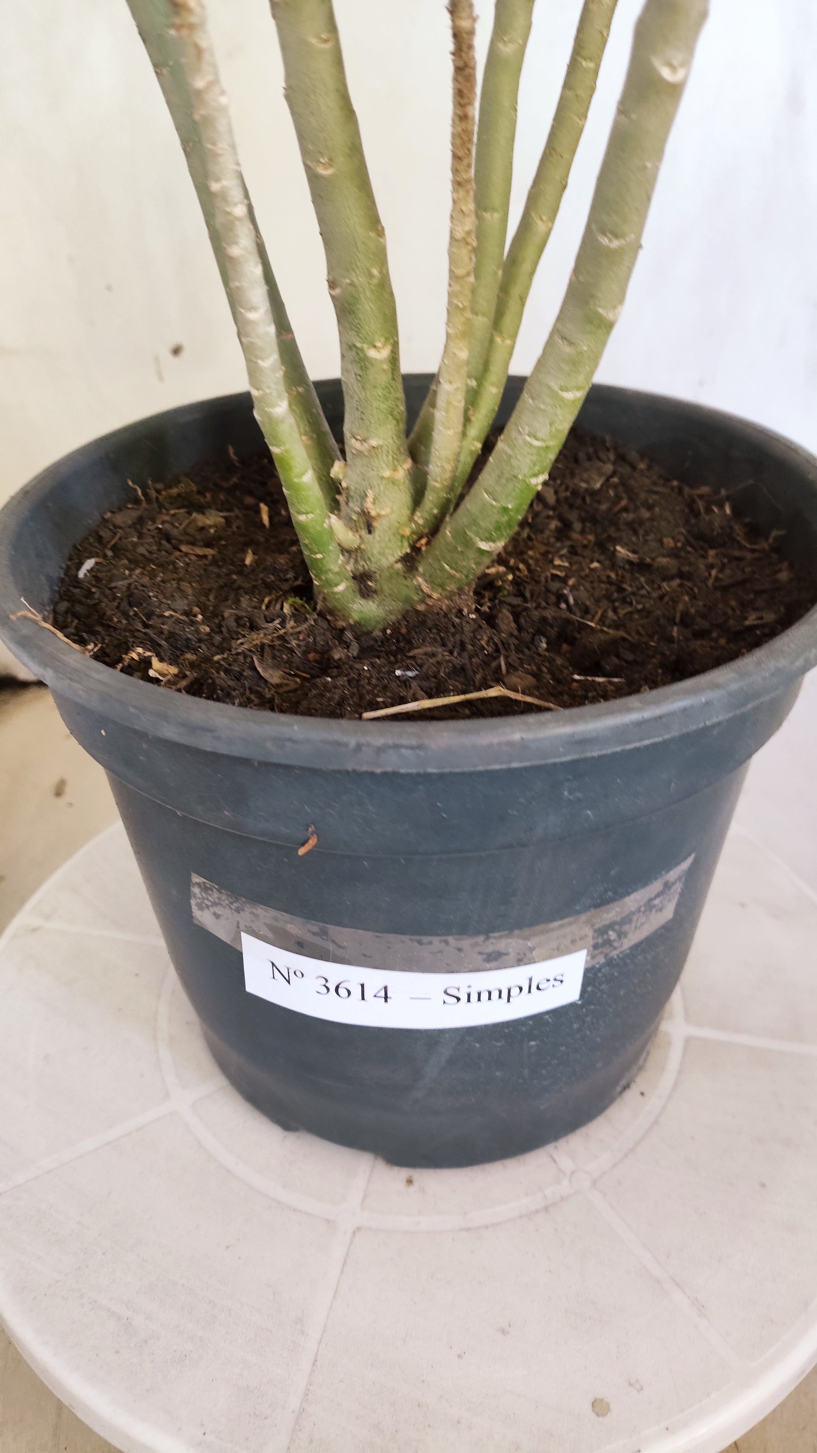 Planta Simples 3614 – 50cm – 04 anos
