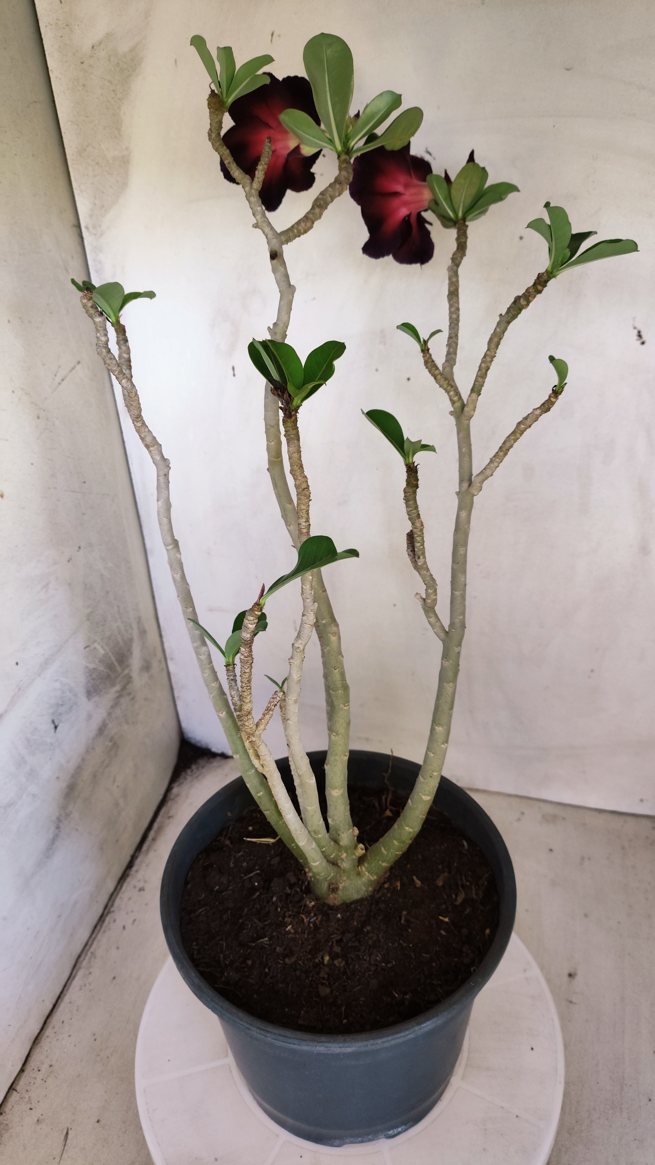 Planta Simples 3614 – 50cm – 04 anos