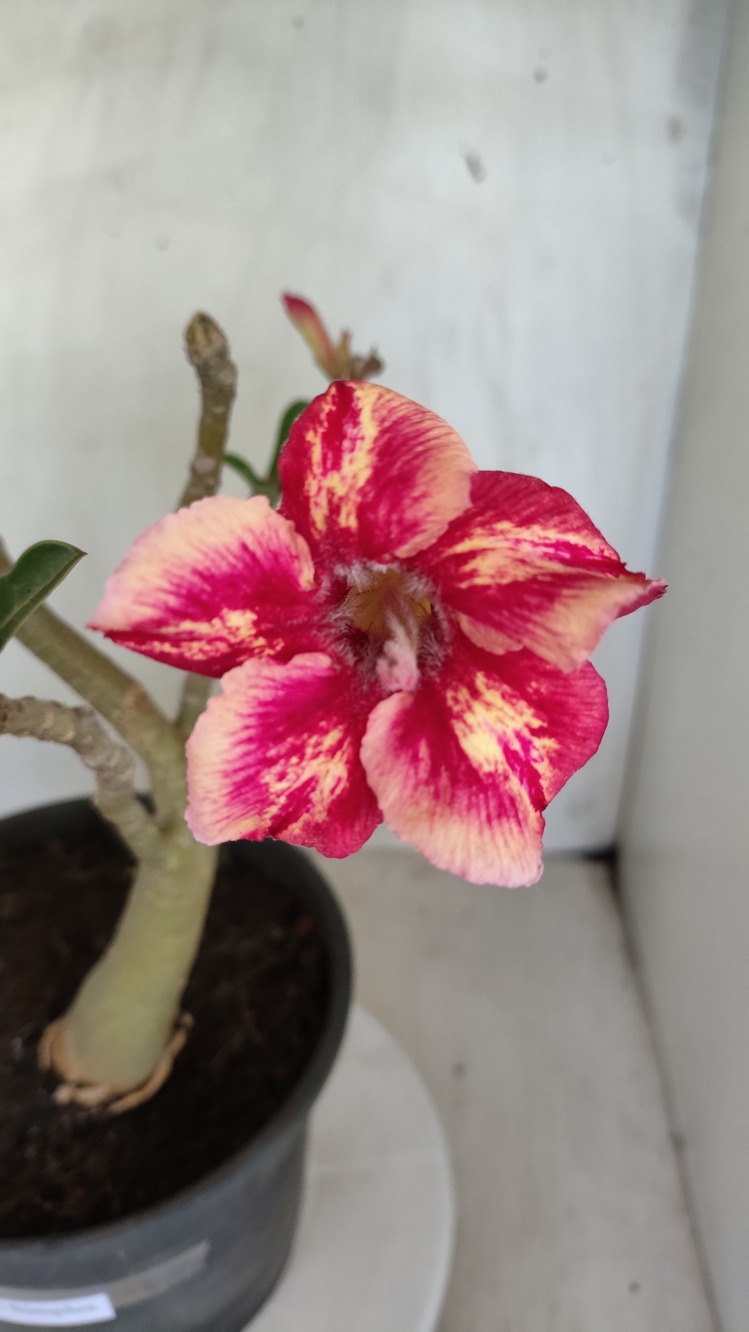 Planta Simples 3615 – 40cm – 03 anos