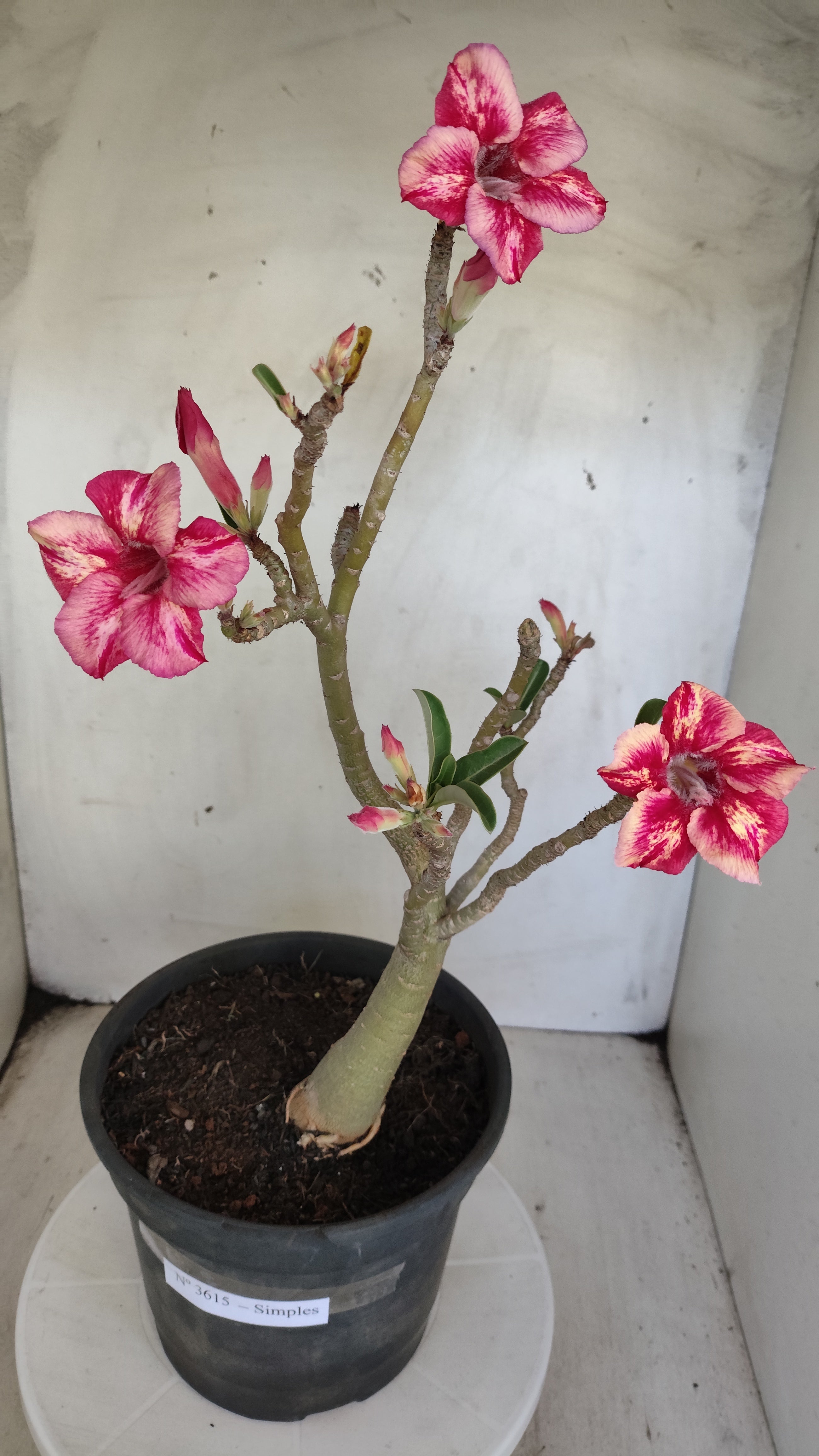 Planta Simples 3615 – 40cm – 03 anos