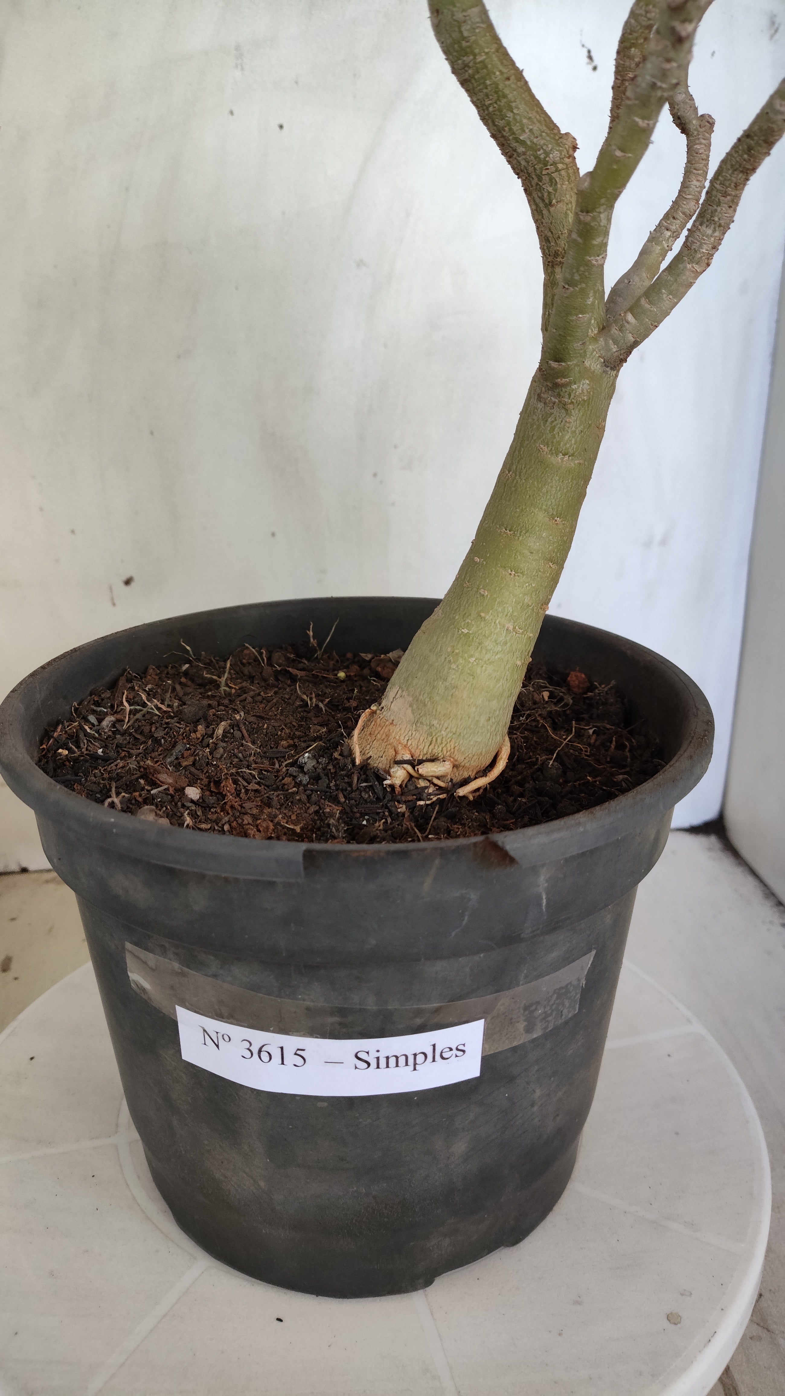 Planta Simples 3615 – 40cm – 03 anos