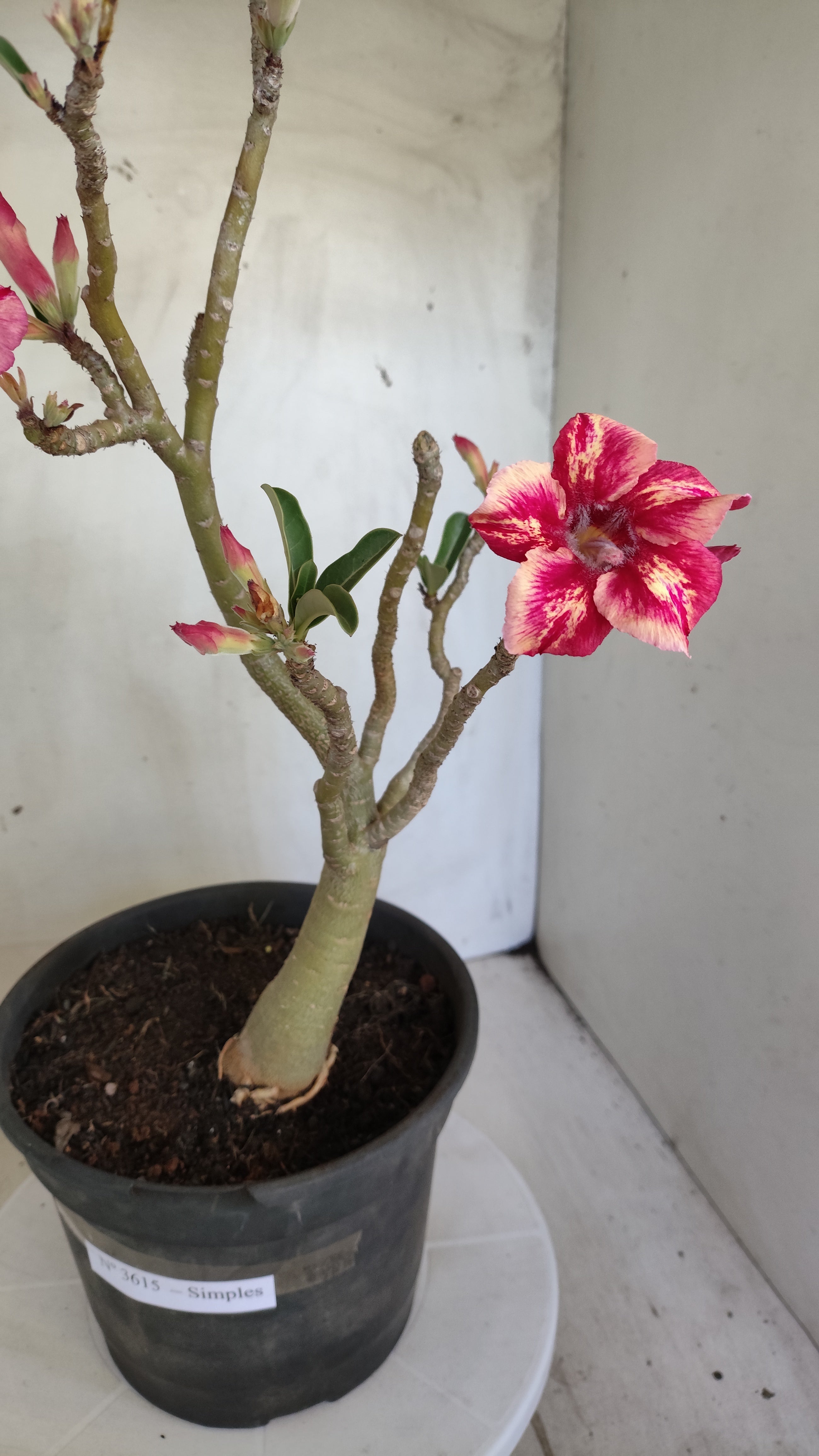Planta Simples 3615 – 40cm – 03 anos