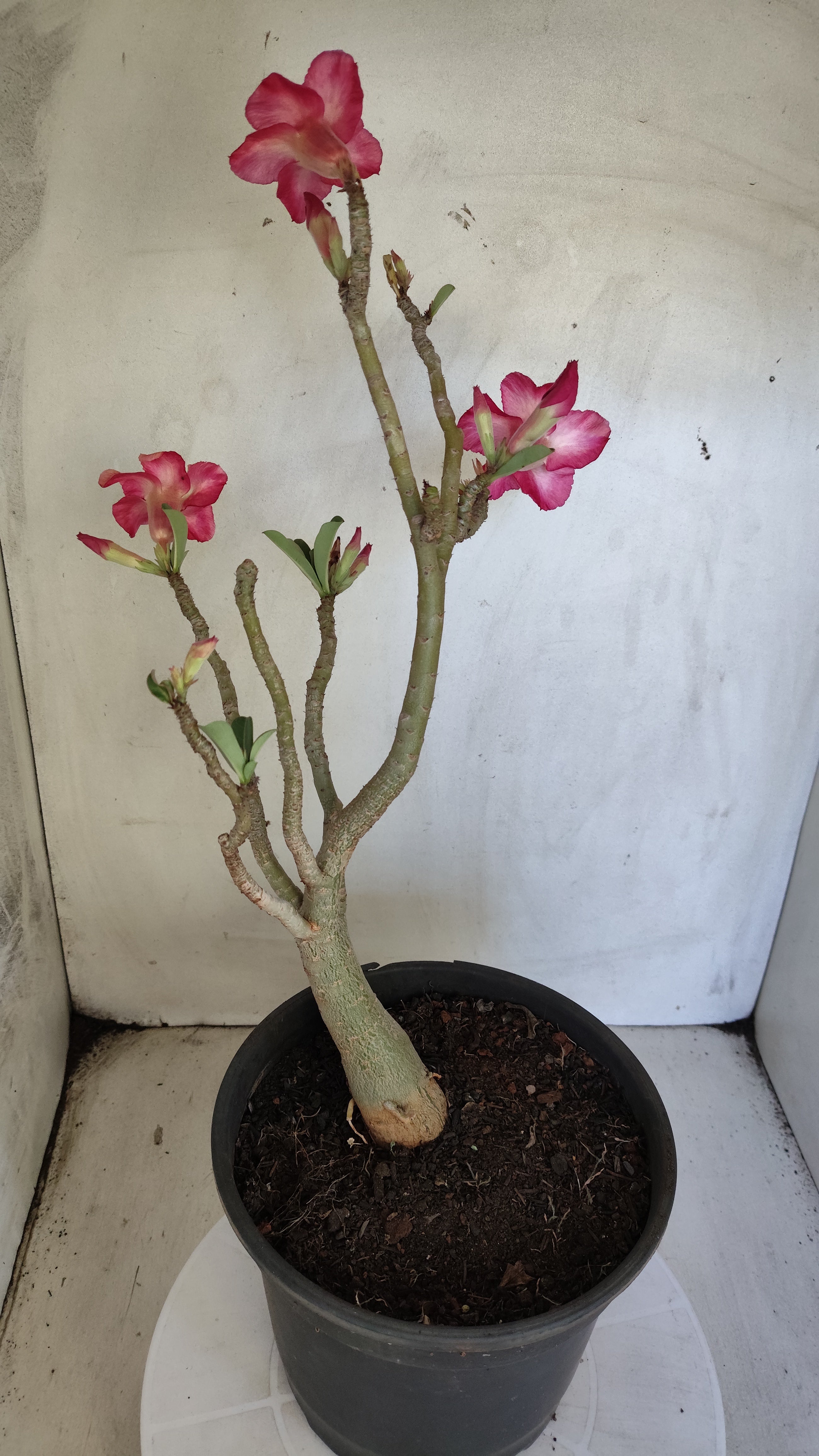 Planta Simples 3615 – 40cm – 03 anos