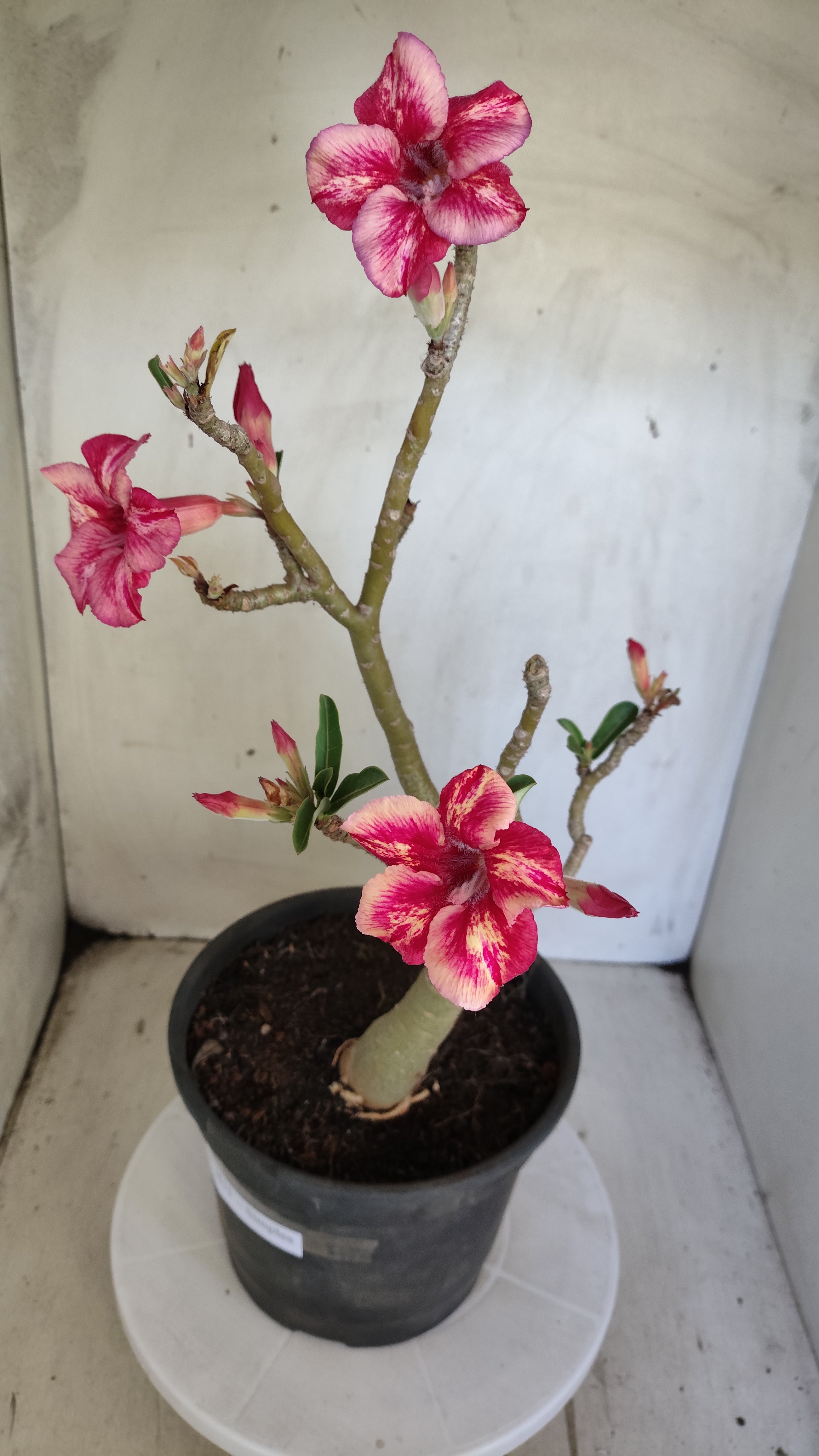Planta Simples 3615 – 40cm – 03 anos