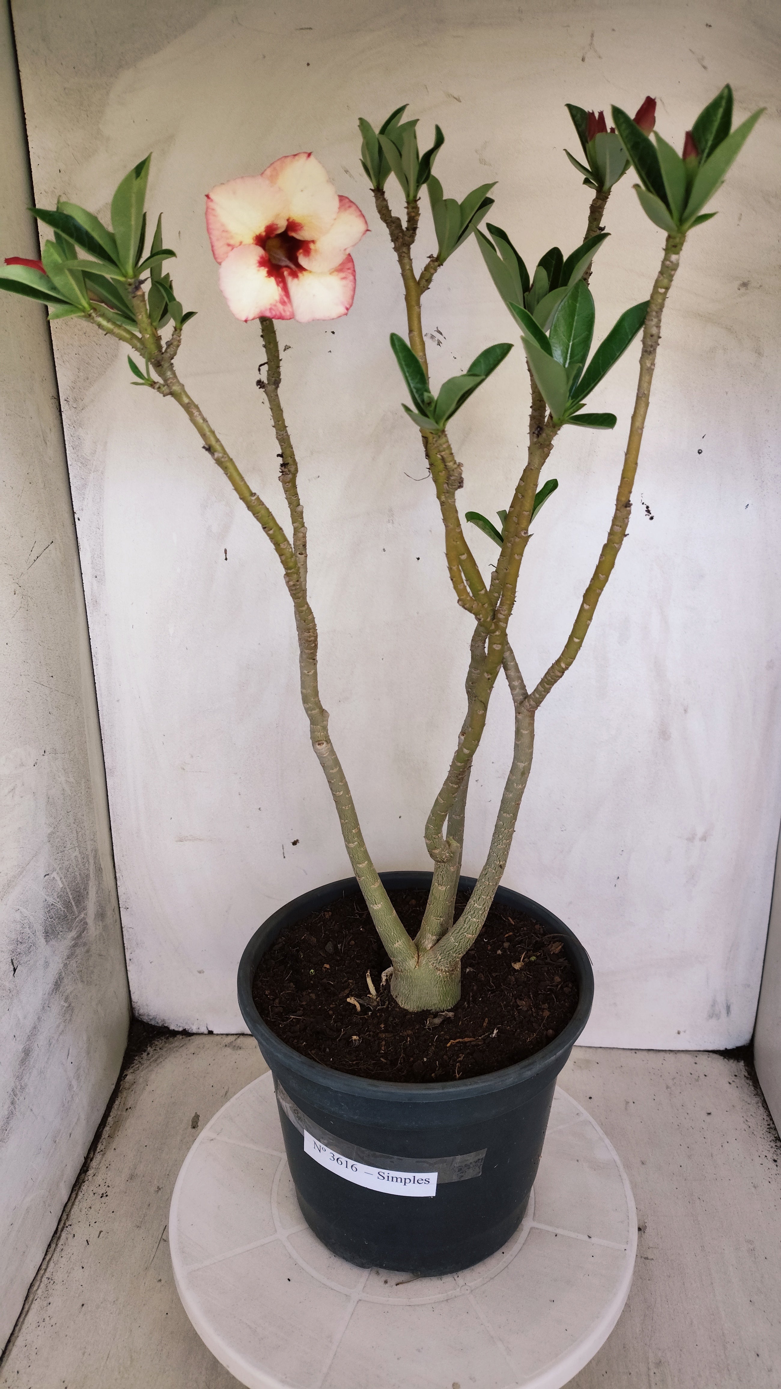 Planta Simples 3616 – 45cm – 03 anos