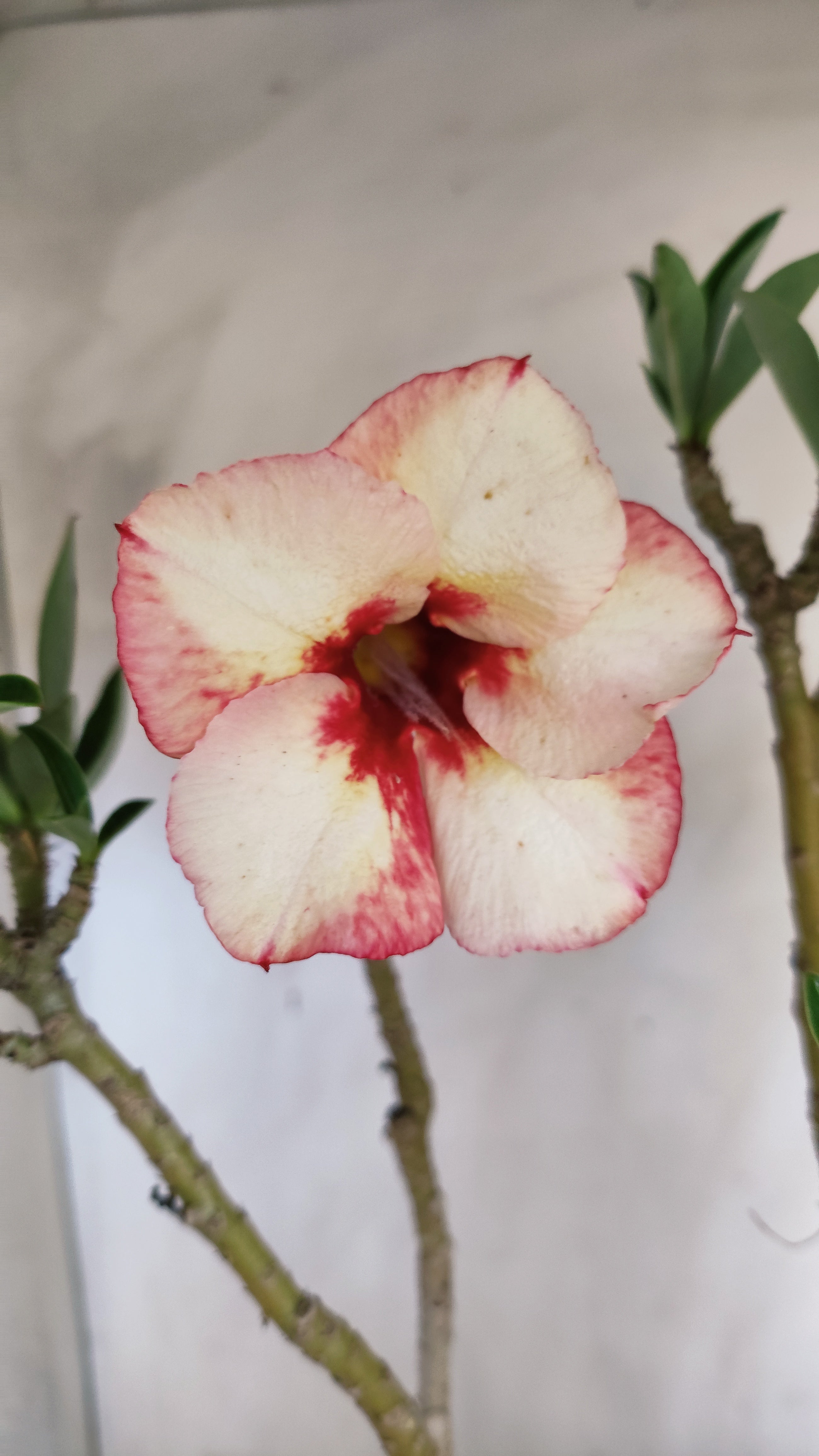 Planta Simples 3616 – 45cm – 03 anos