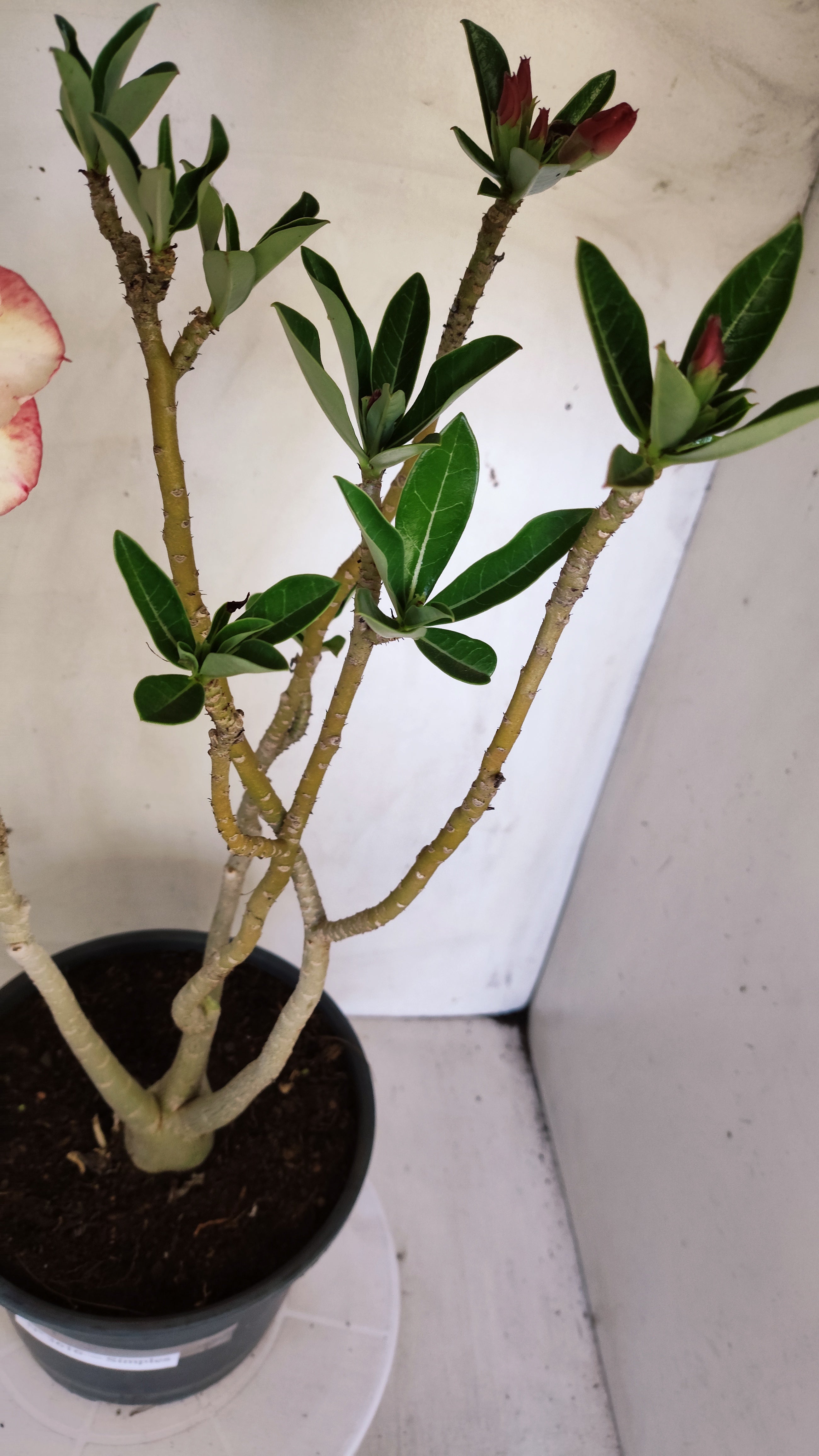 Planta Simples 3616 – 45cm – 03 anos