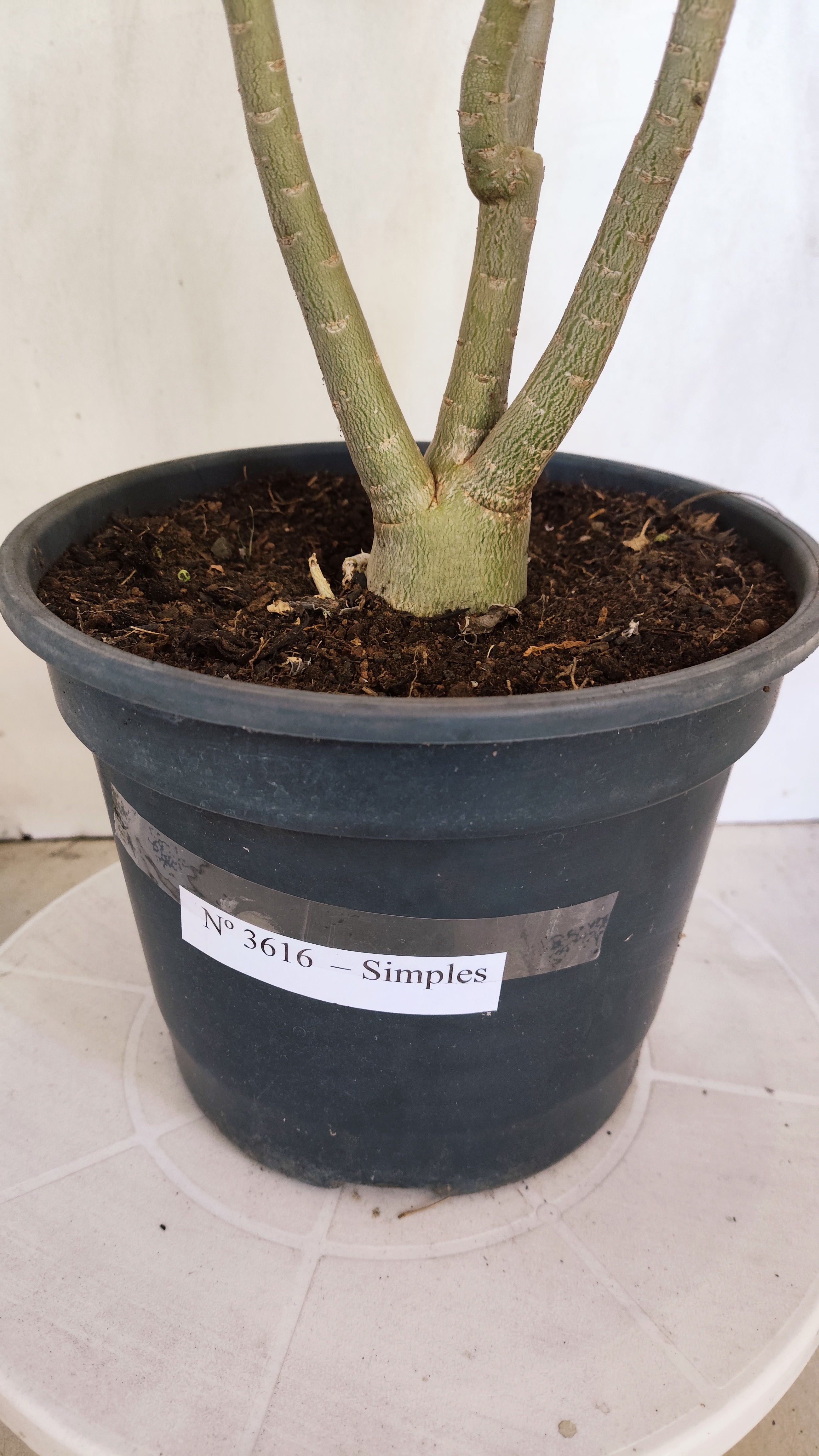 Planta Simples 3616 – 45cm – 03 anos