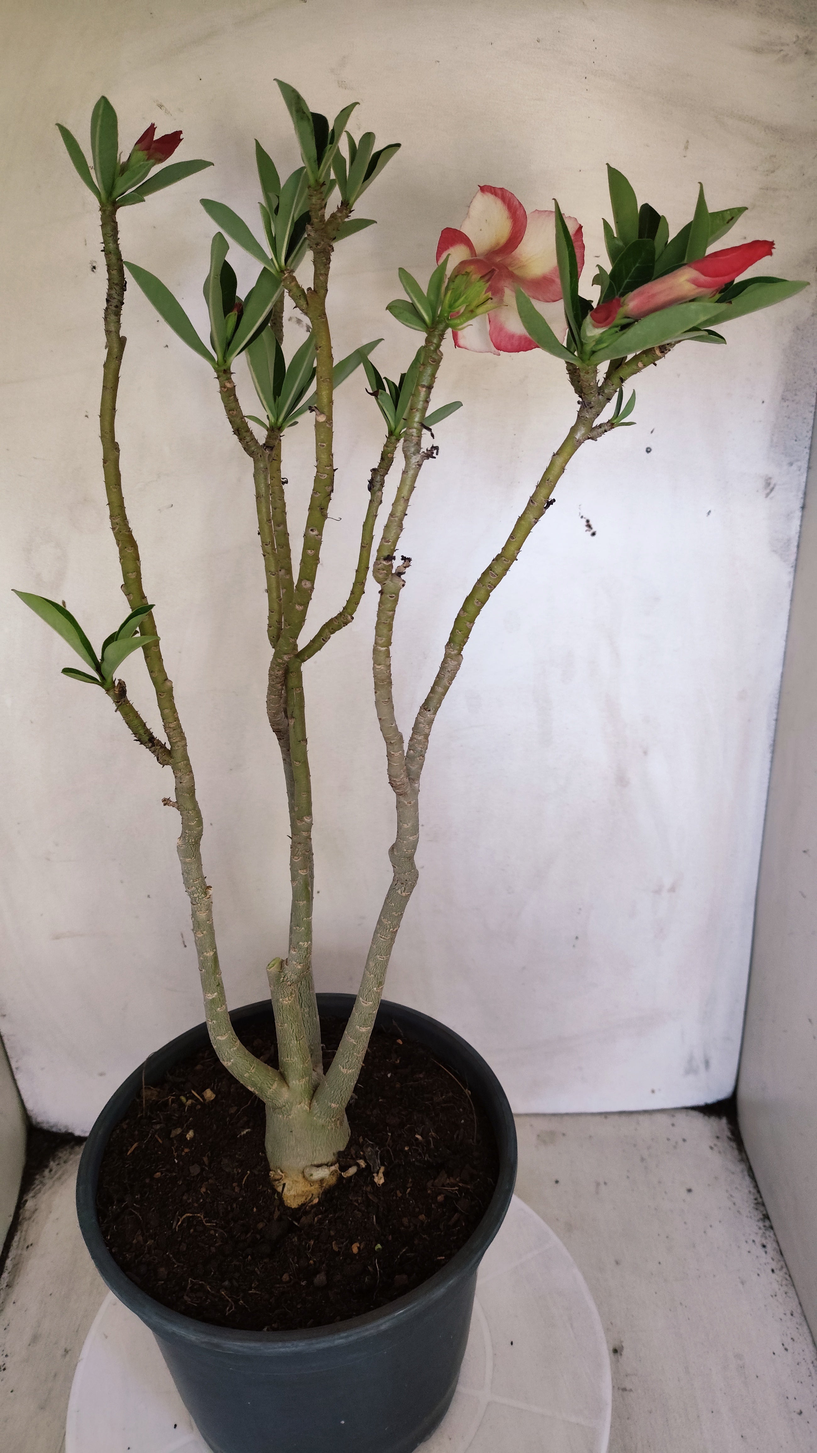Planta Simples 3616 – 45cm – 03 anos