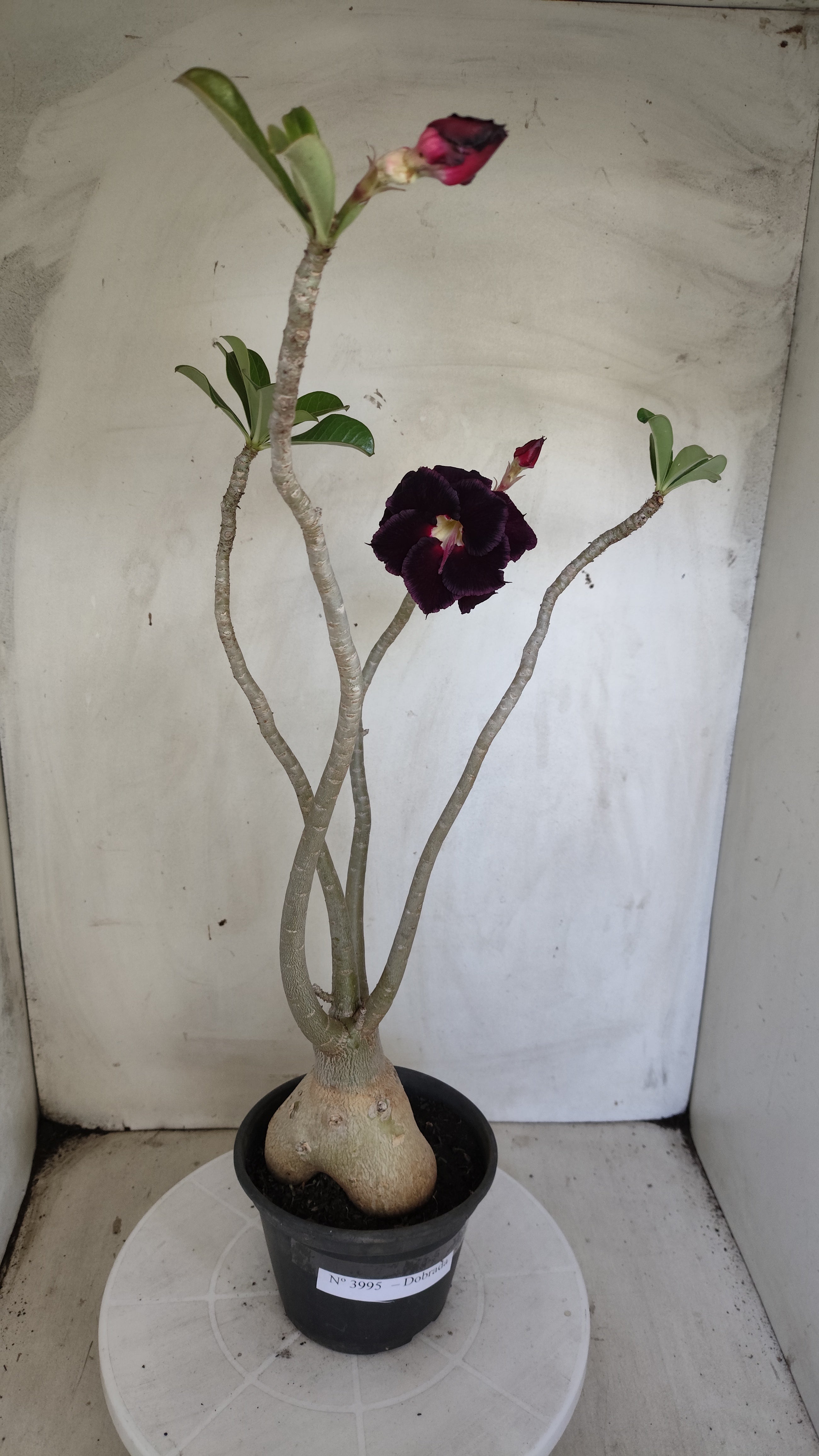 Planta Dobrada 3995 – 35cm – 03 anos