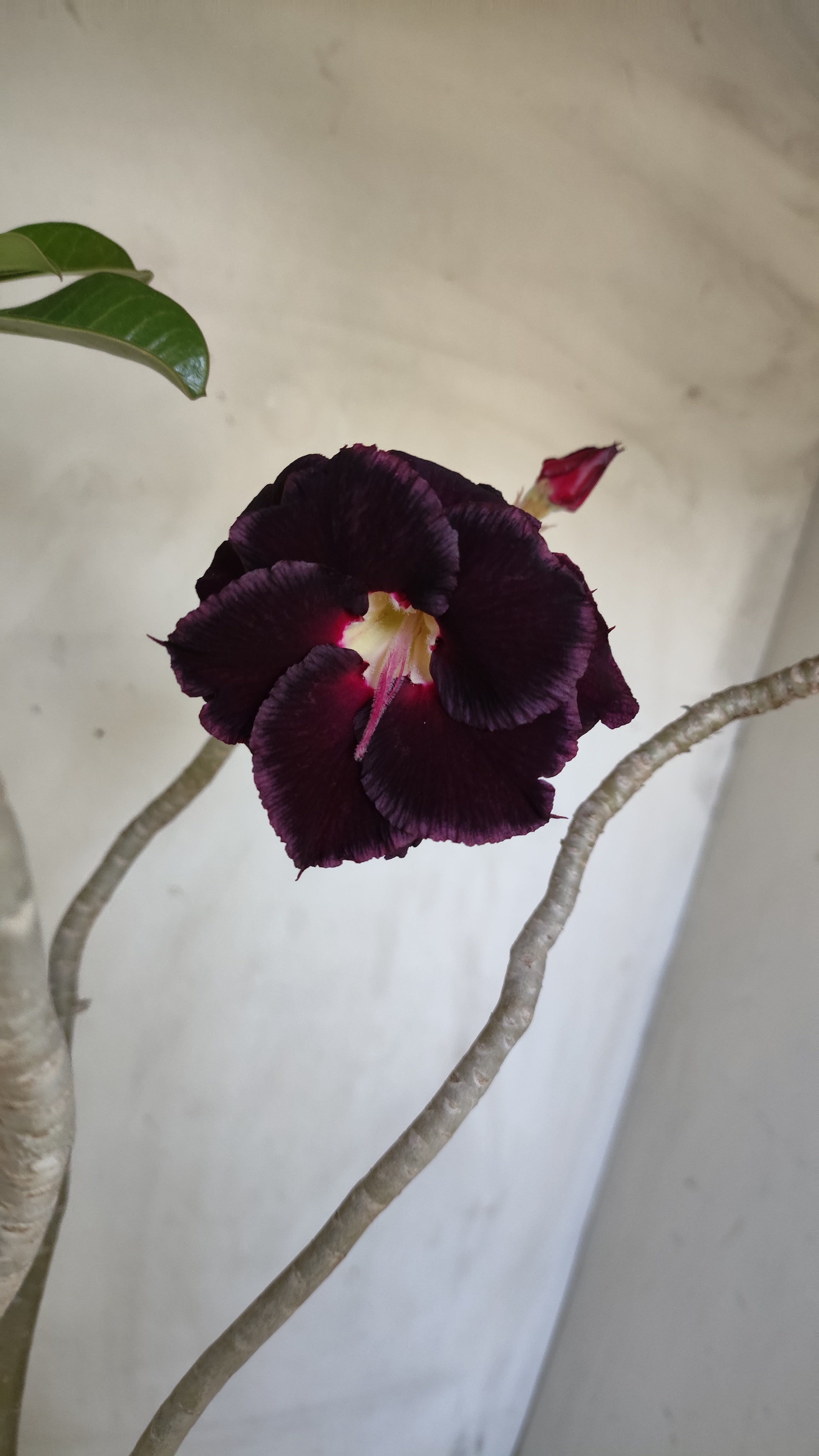 Planta Dobrada 3995 – 35cm – 03 anos