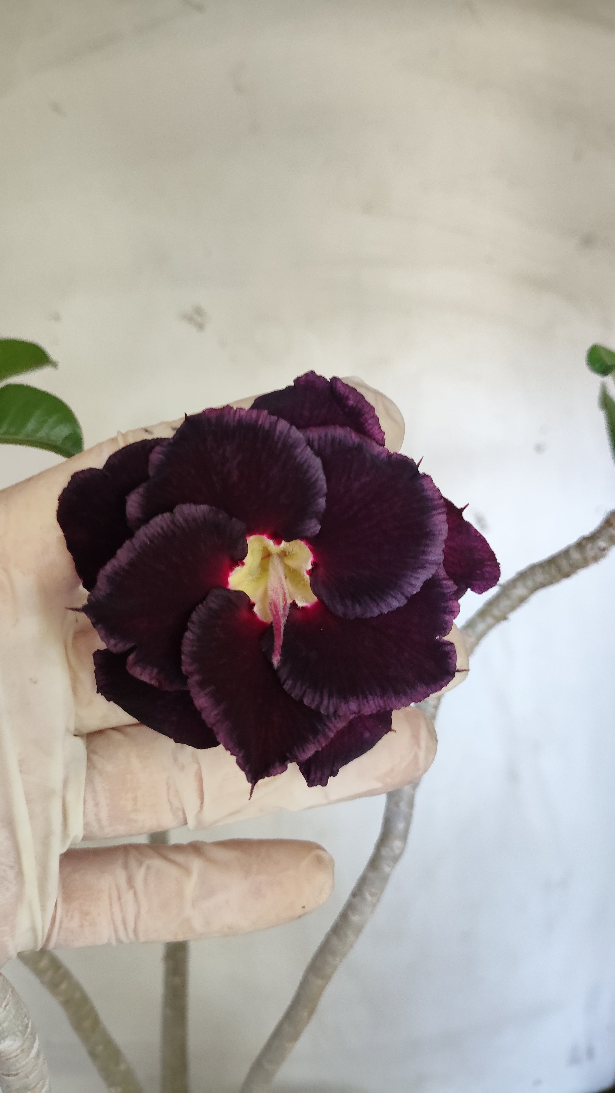 Planta Dobrada 3995 – 35cm – 03 anos