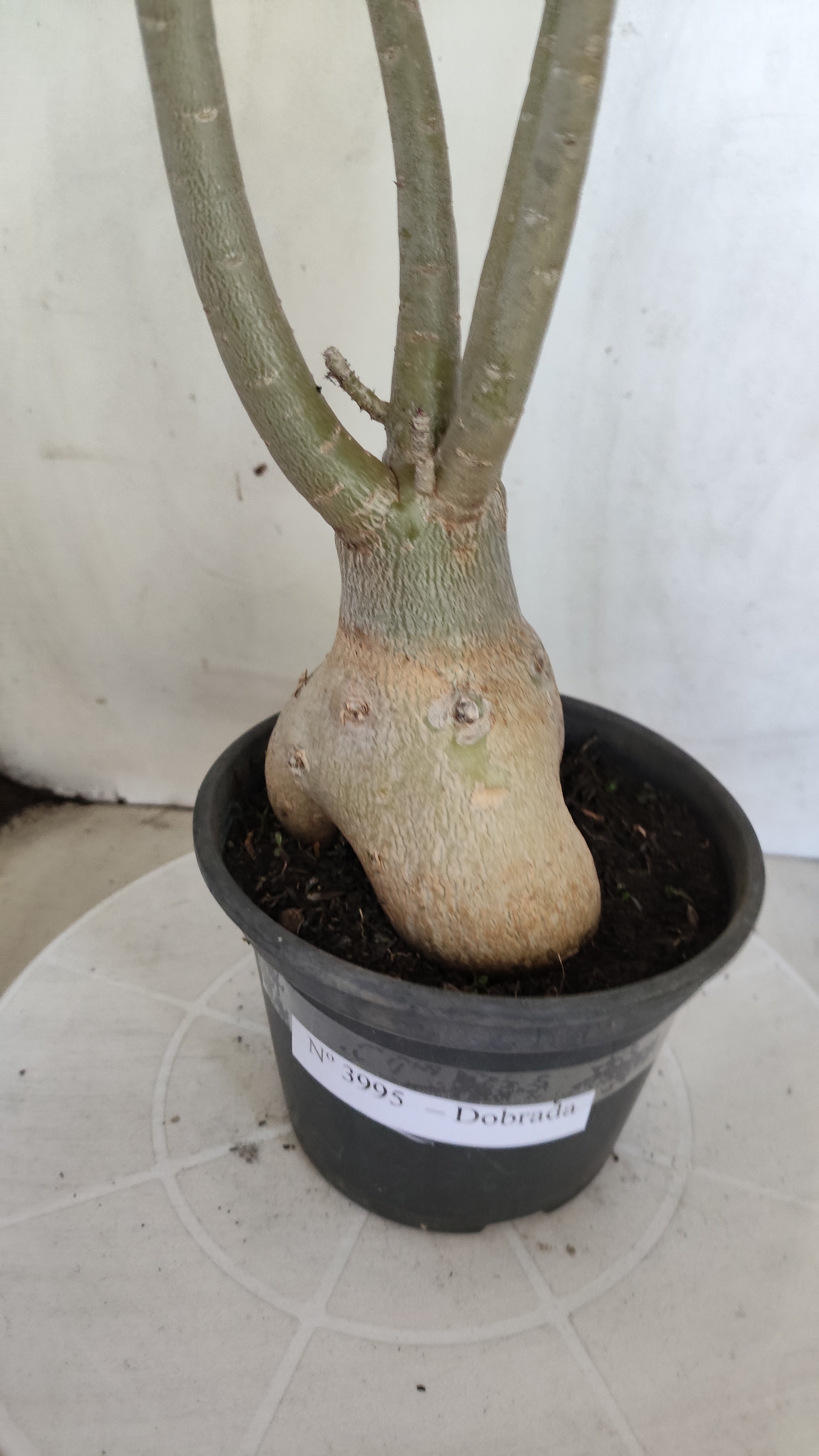 Planta Dobrada 3995 – 35cm – 03 anos