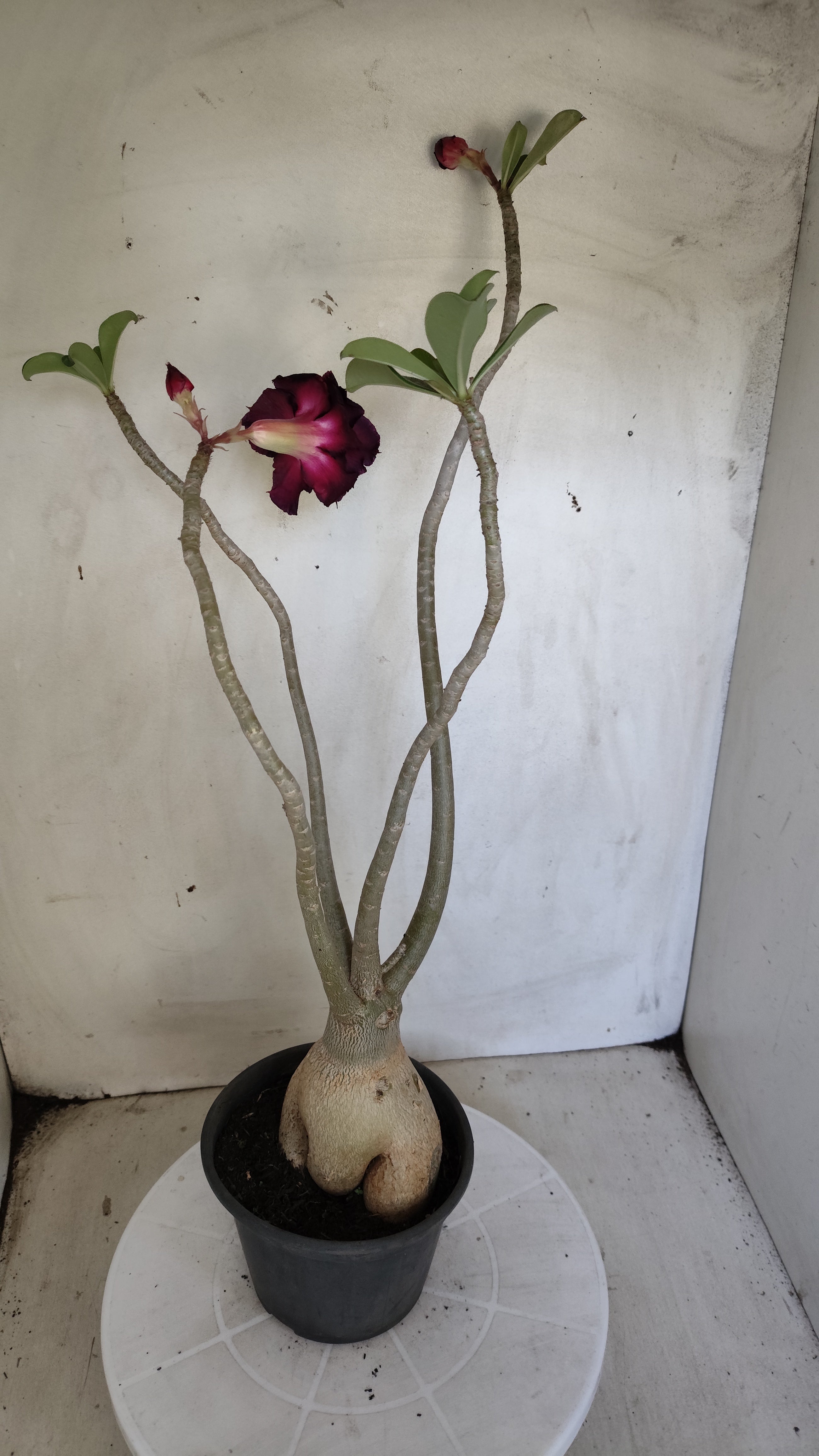 Planta Dobrada 3995 – 35cm – 03 anos