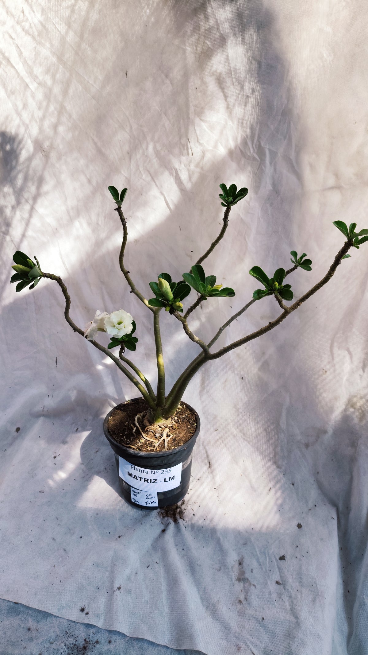MATRIZ Planta Dobrada 235 – 50cm – 04 anos - Vaso 20
