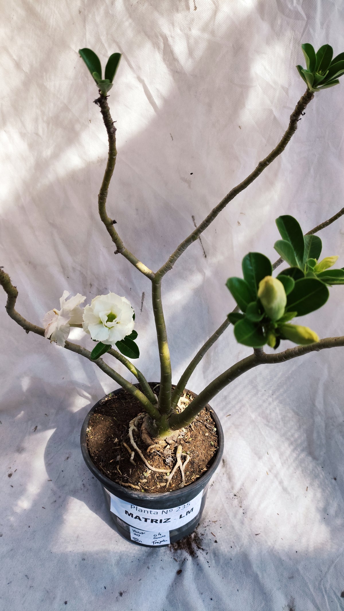 MATRIZ Planta Dobrada 235 – 50cm – 04 anos - Vaso 20
