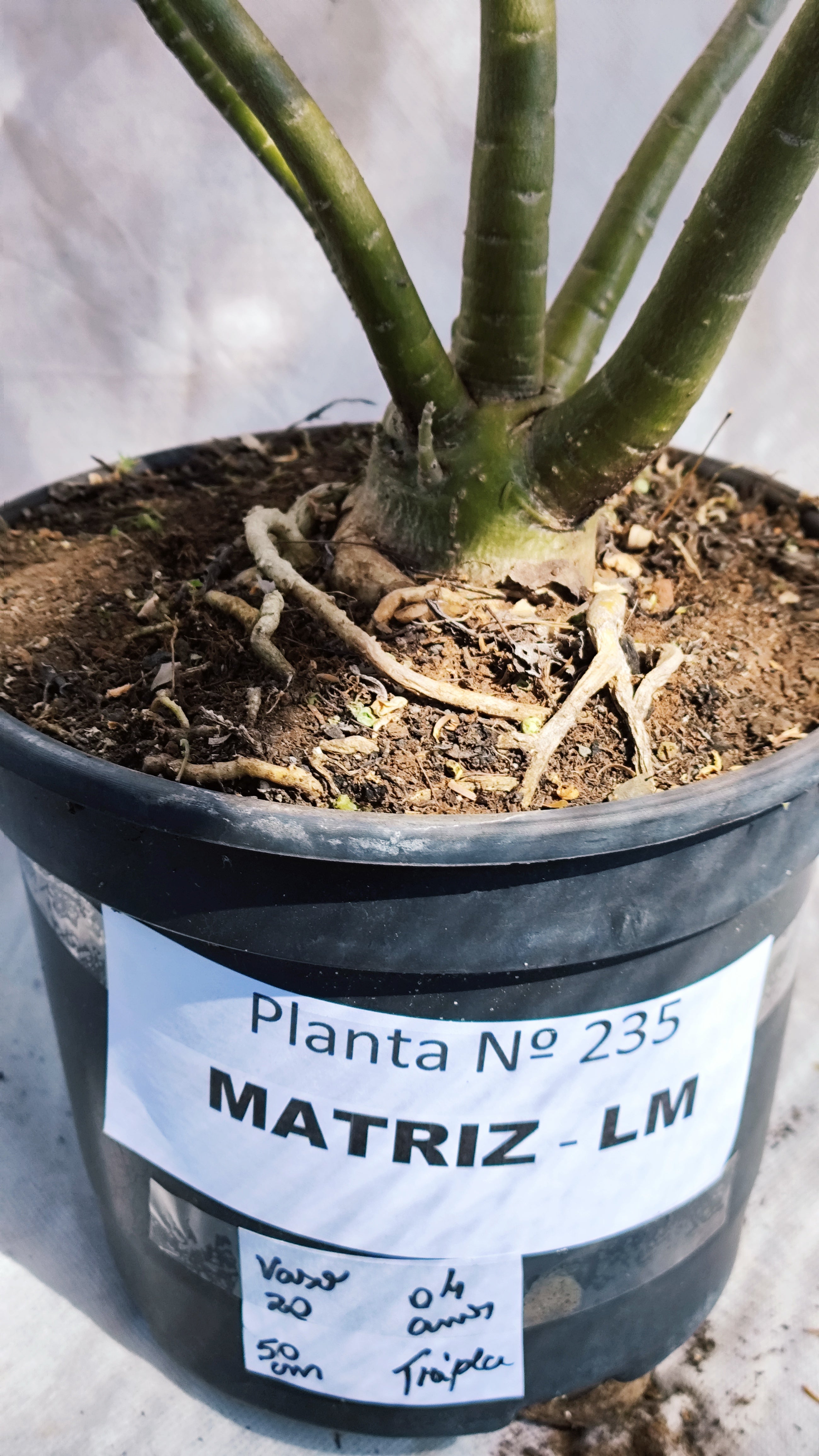 MATRIZ Planta Dobrada 235 – 50cm – 04 anos - Vaso 20