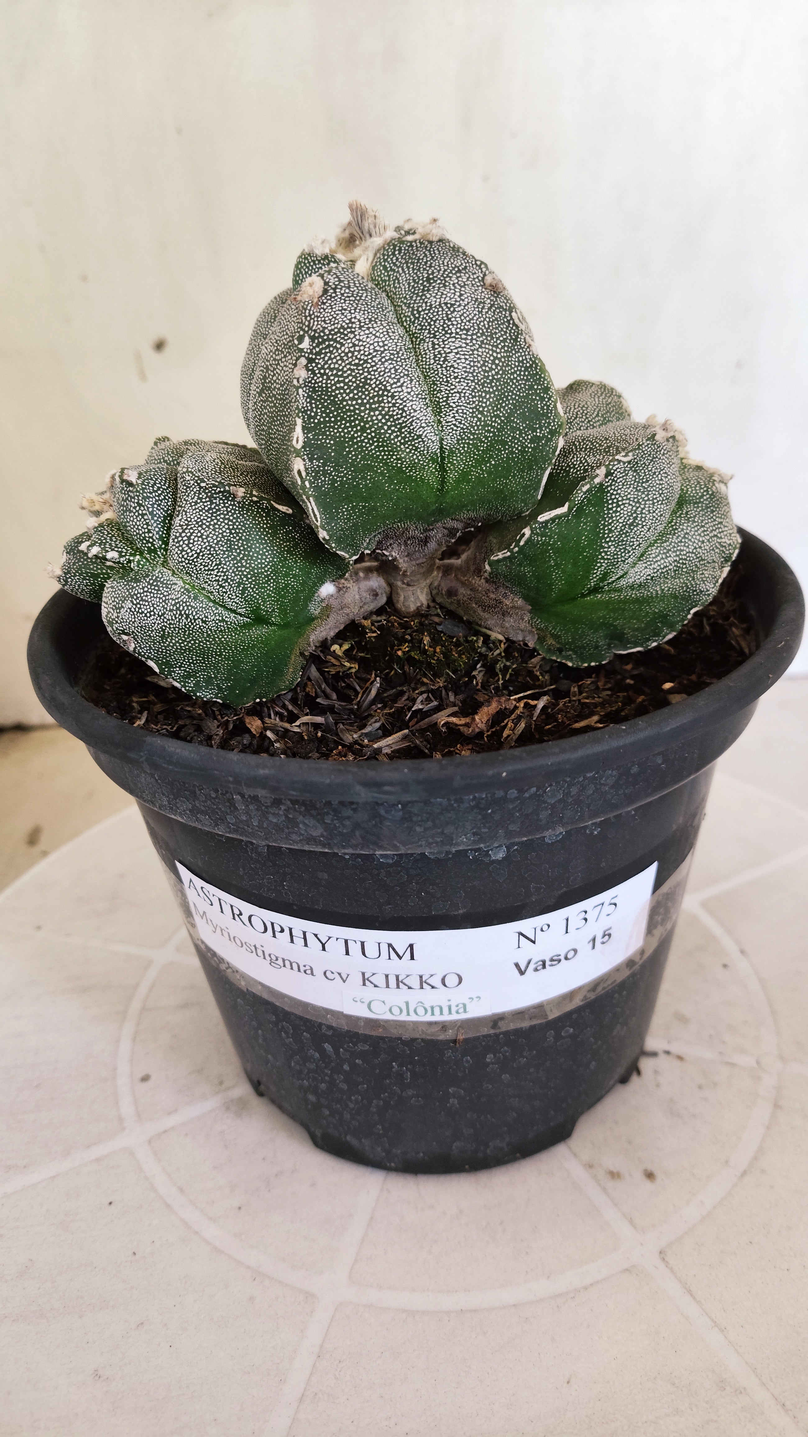 MATRIZ ASTROPHYTUM cv KIKKO "4Quinas - Colonia" Nº 1375 – vaso 15