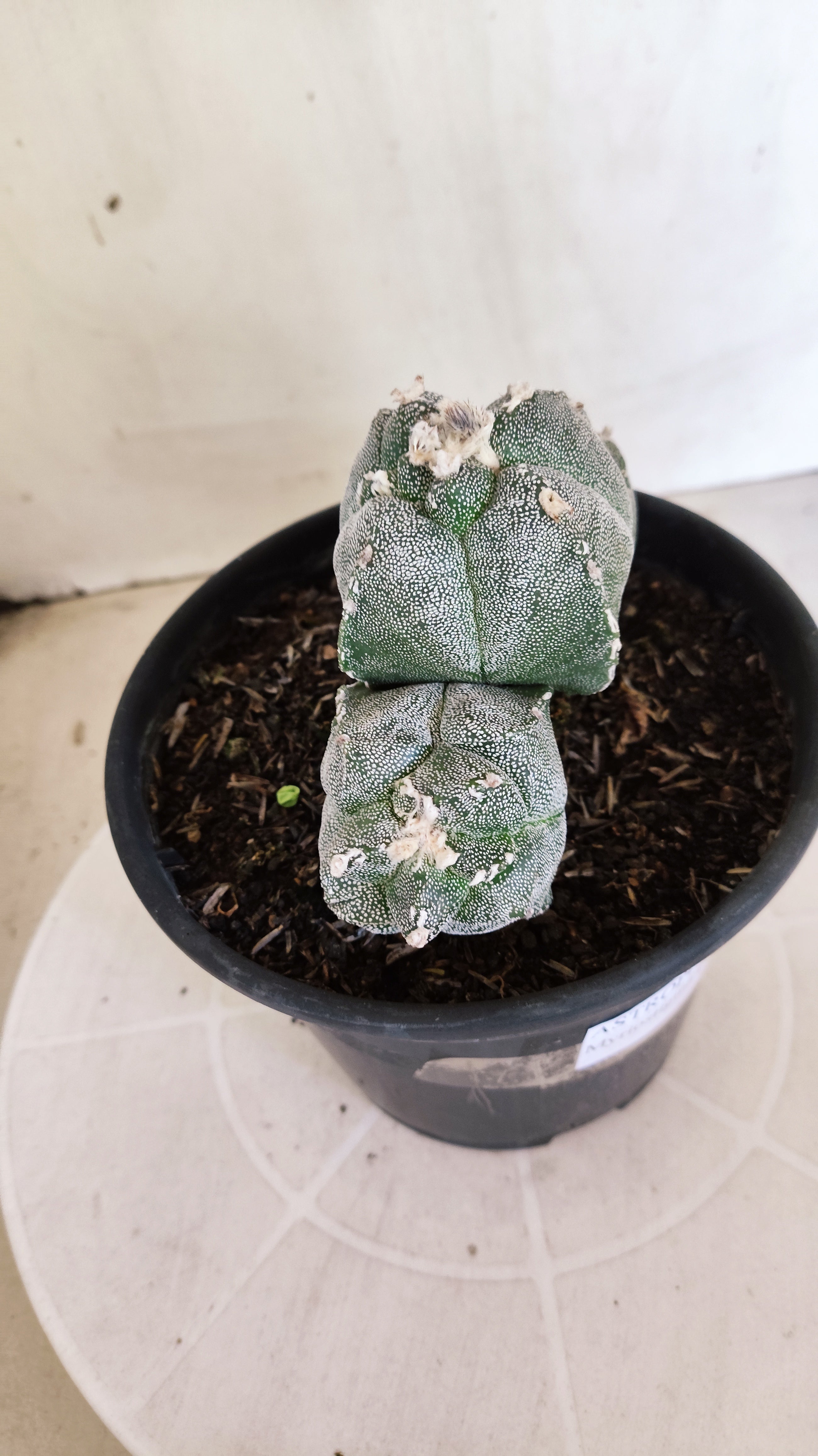 MATRIZ ASTROPHYTUM cv KIKKO "4Quinas - Colonia" Nº 1375 – vaso 15