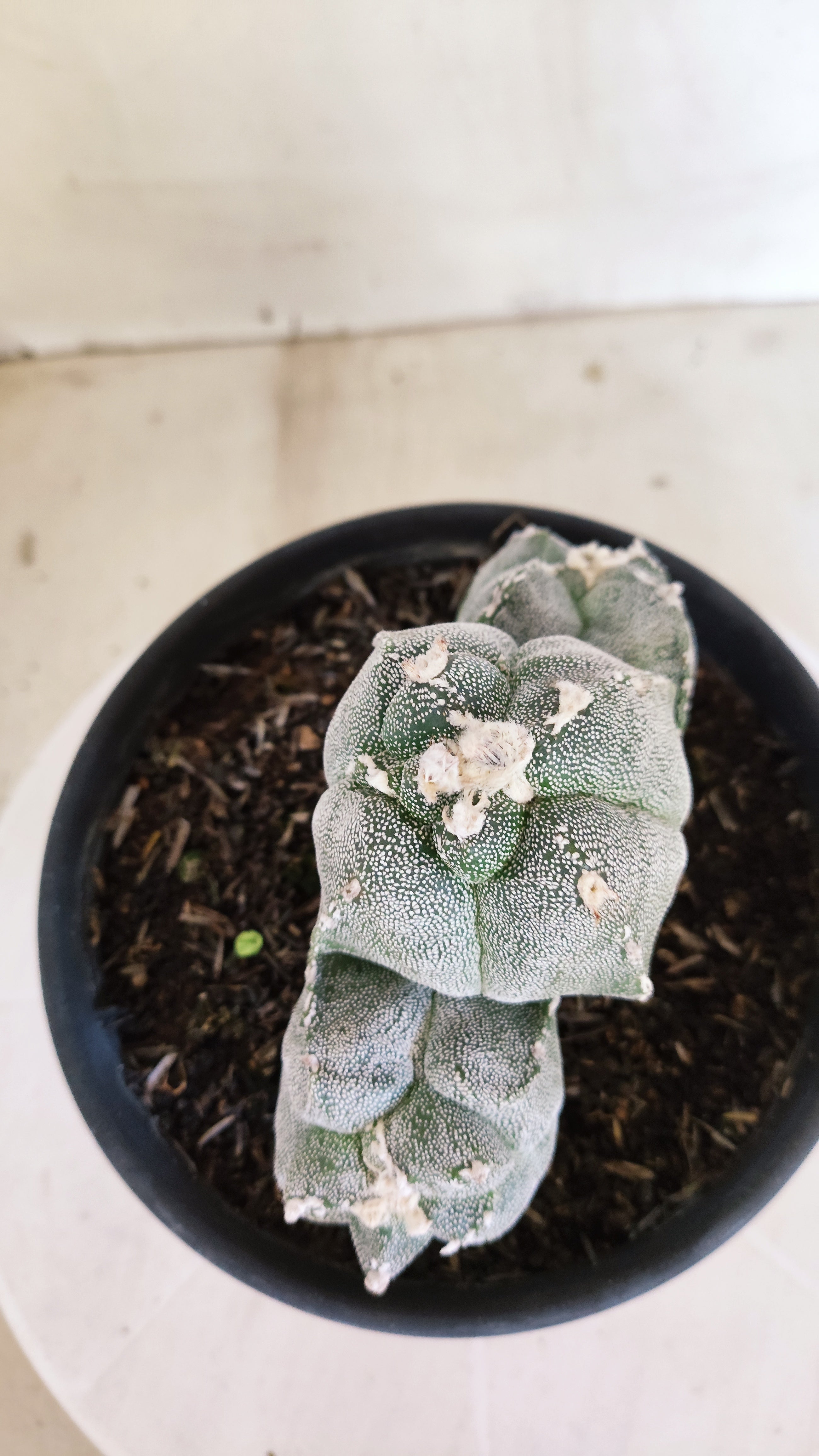 MATRIZ ASTROPHYTUM cv KIKKO "4Quinas - Colonia" Nº 1375 – vaso 15