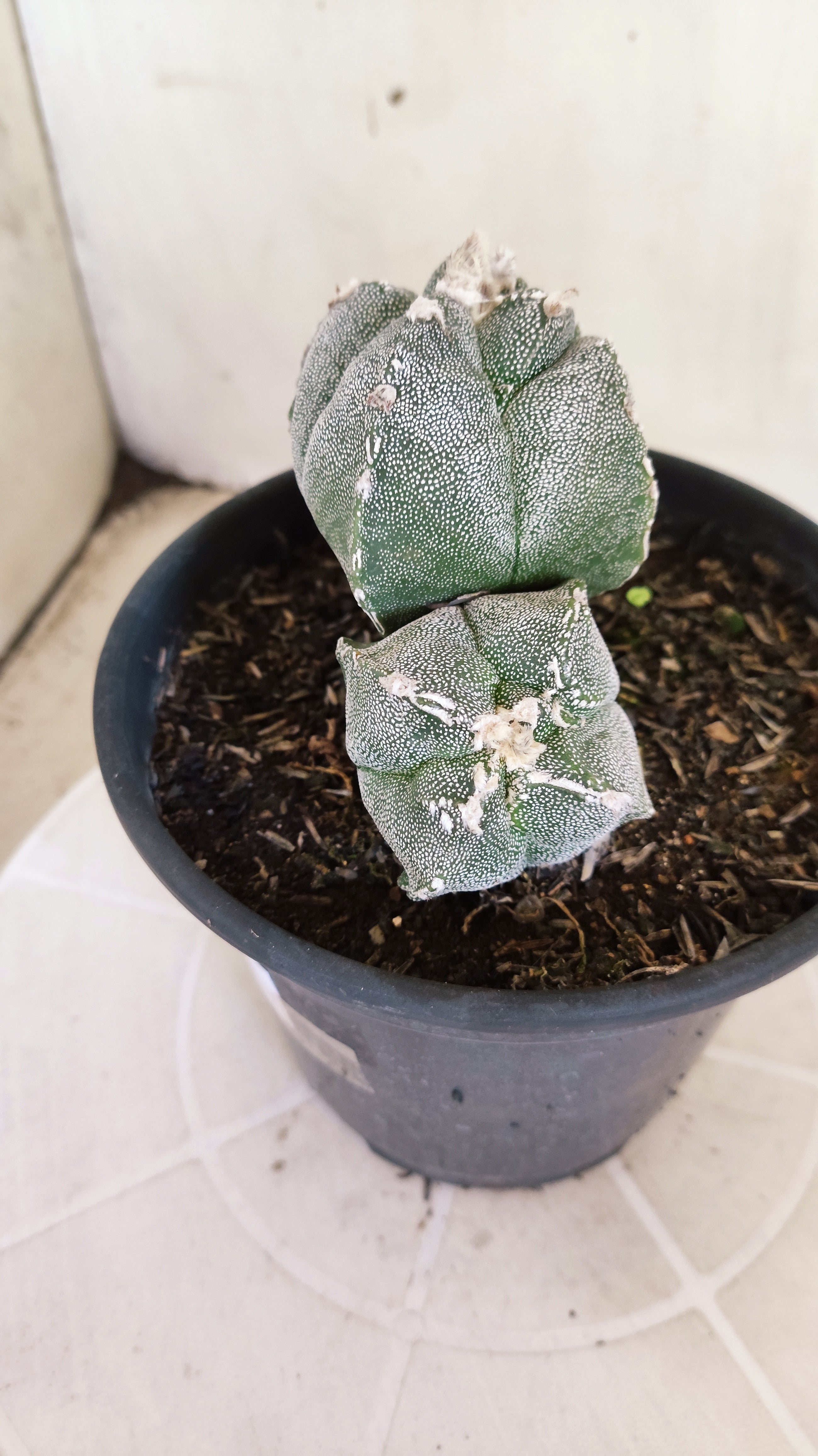 MATRIZ ASTROPHYTUM cv KIKKO "4Quinas - Colonia" Nº 1375 – vaso 15